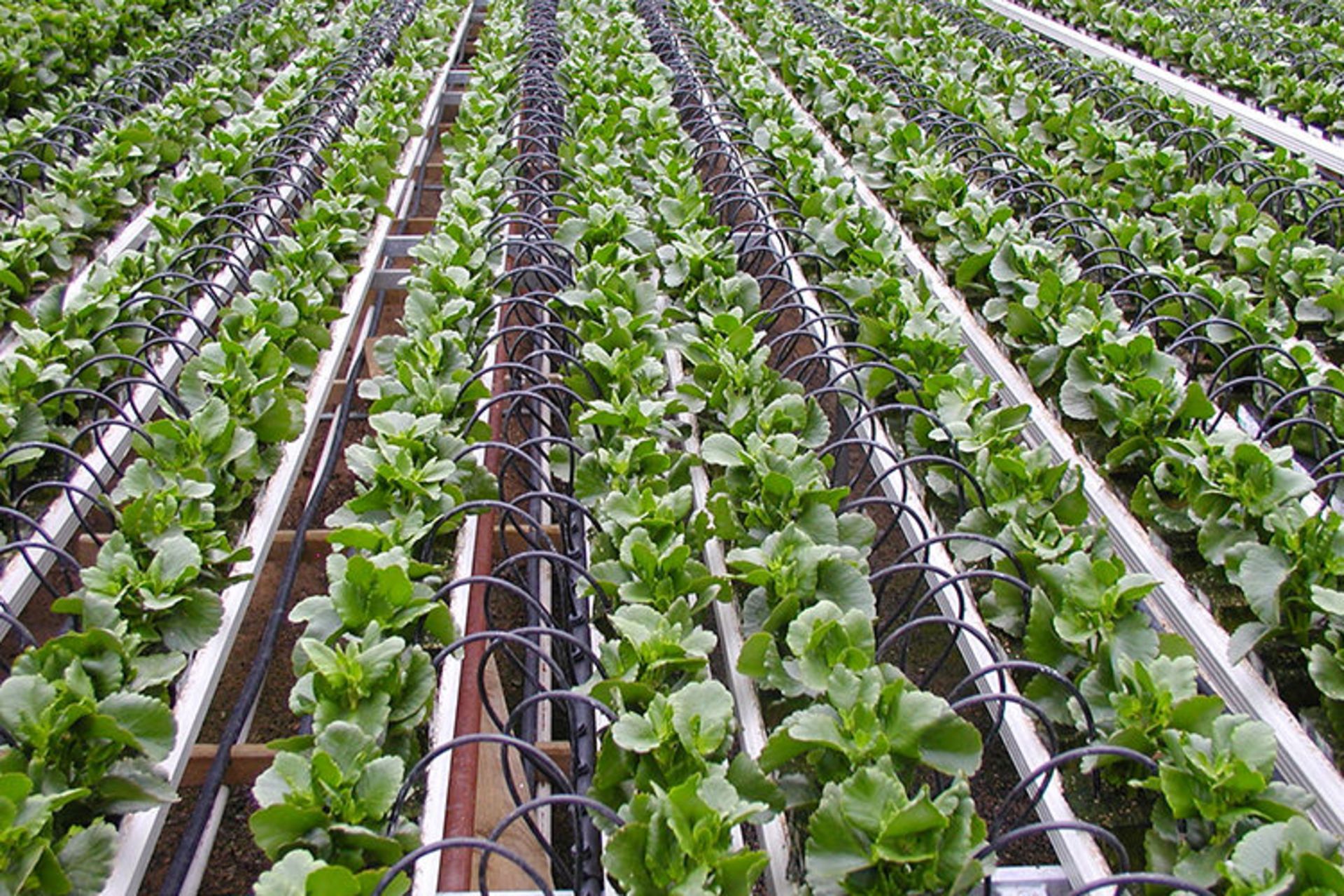 بینایی ماشین