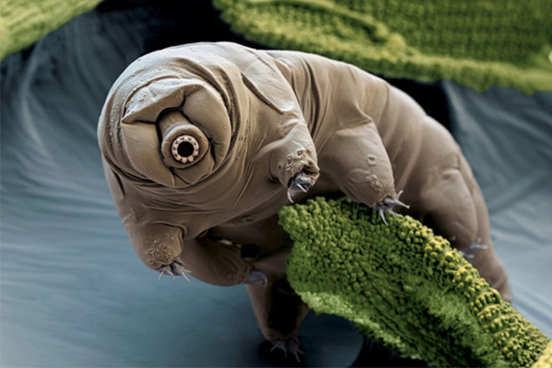 میکروارگانیسم سختی دوست