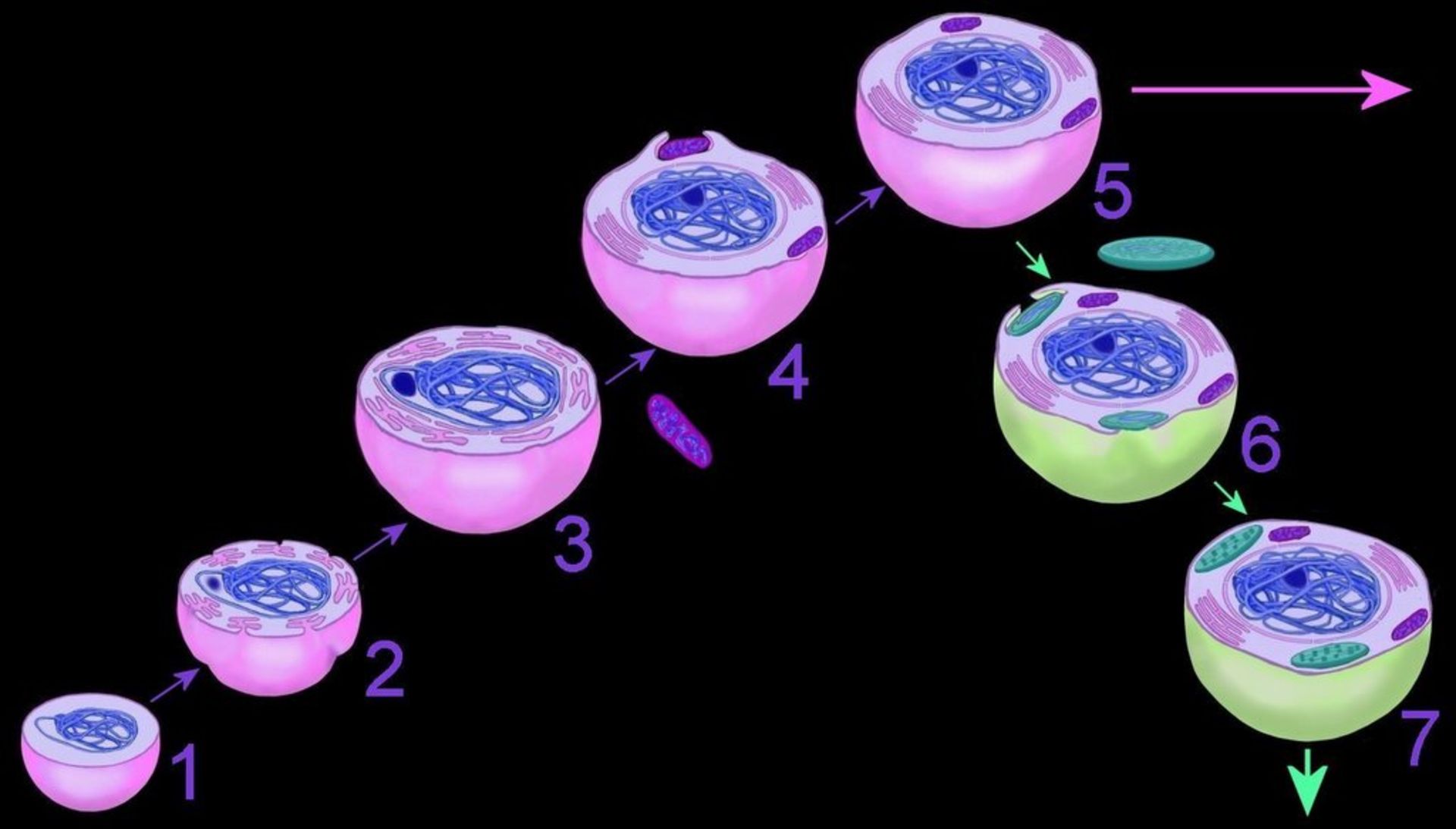 درون همزیستی / Symbiogenesis