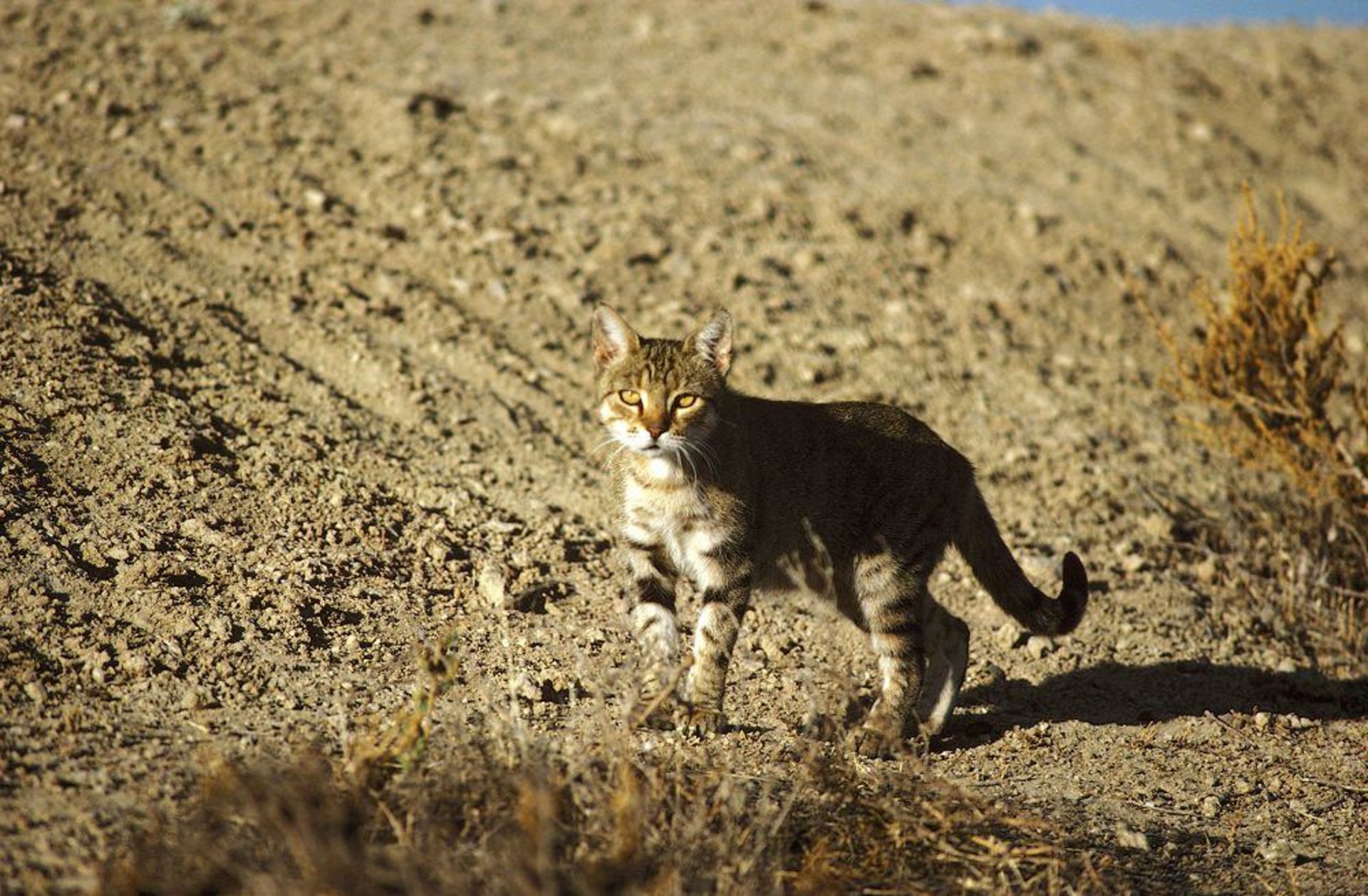 Feral cat / گربه رمیده