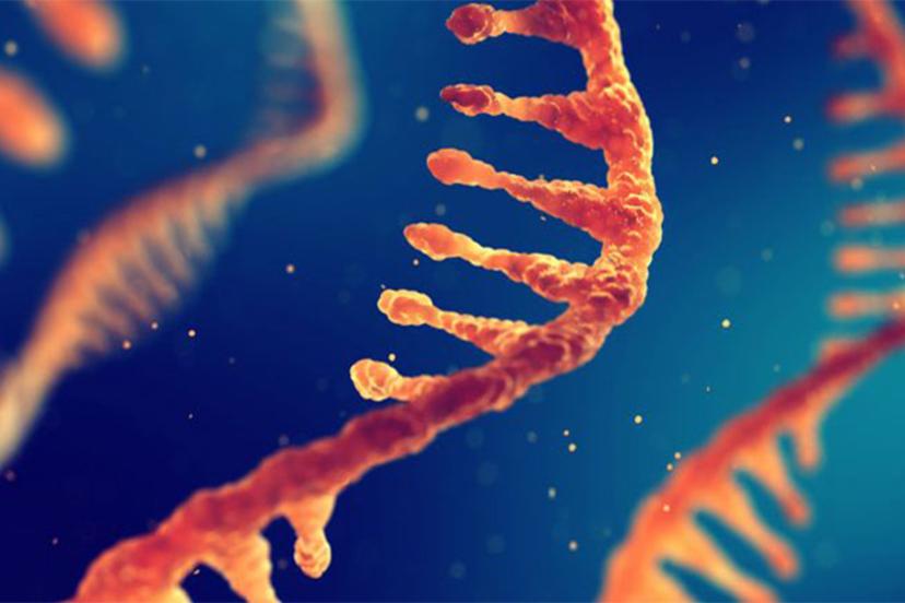 RNA