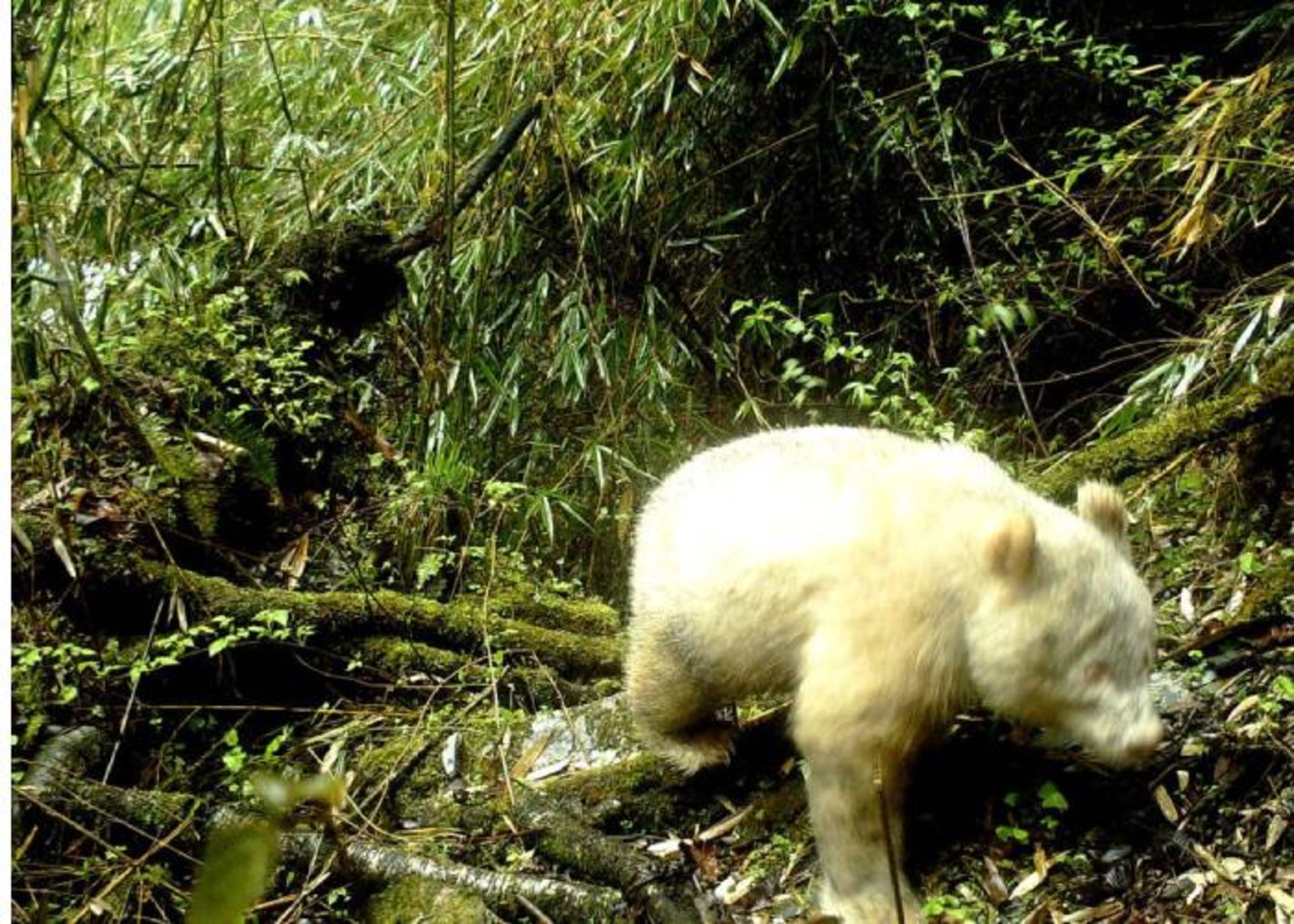 پاندای آلبینو