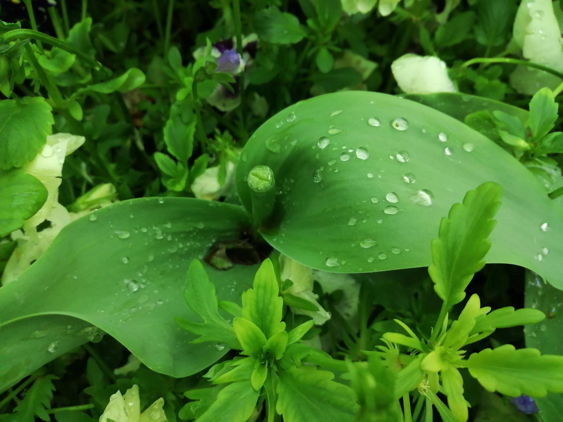 نمونه تصویر دوربین اصلی پی اسمارت ۲۰۱۹ - حالت Night