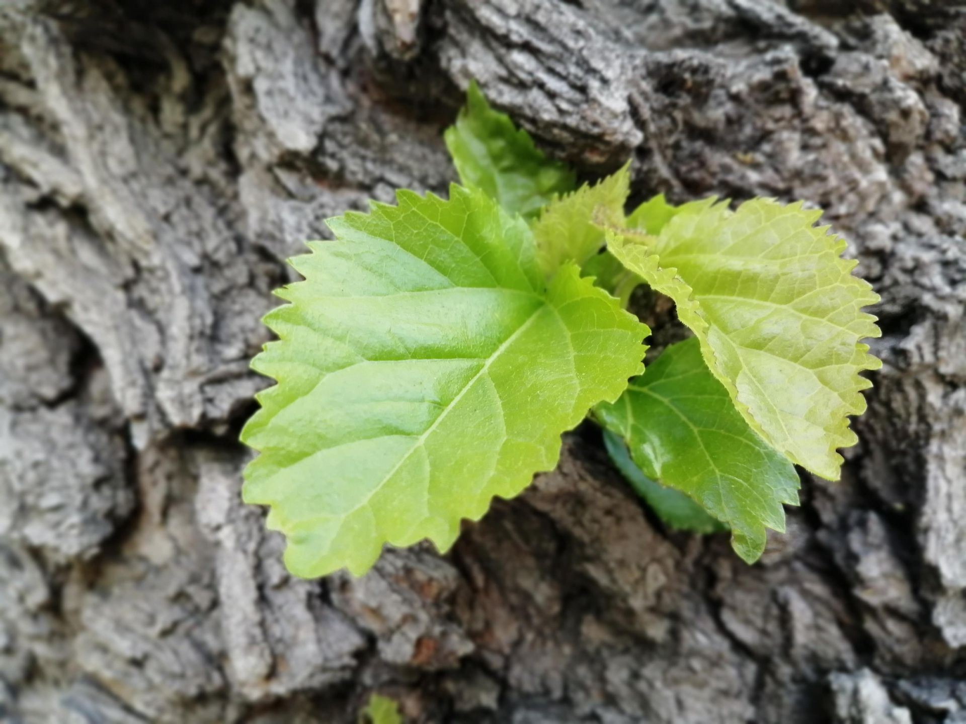 نمونه تصویر دوربین اصلی پی اسمارت ۲۰۱۹ - حالت Night