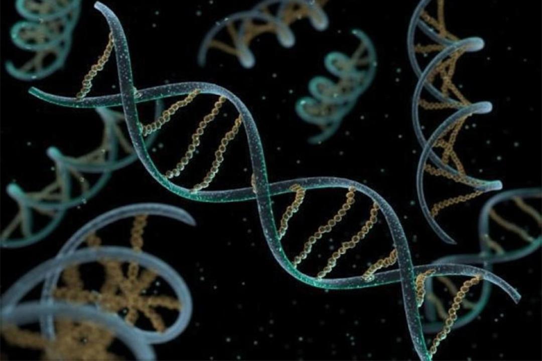 RNA