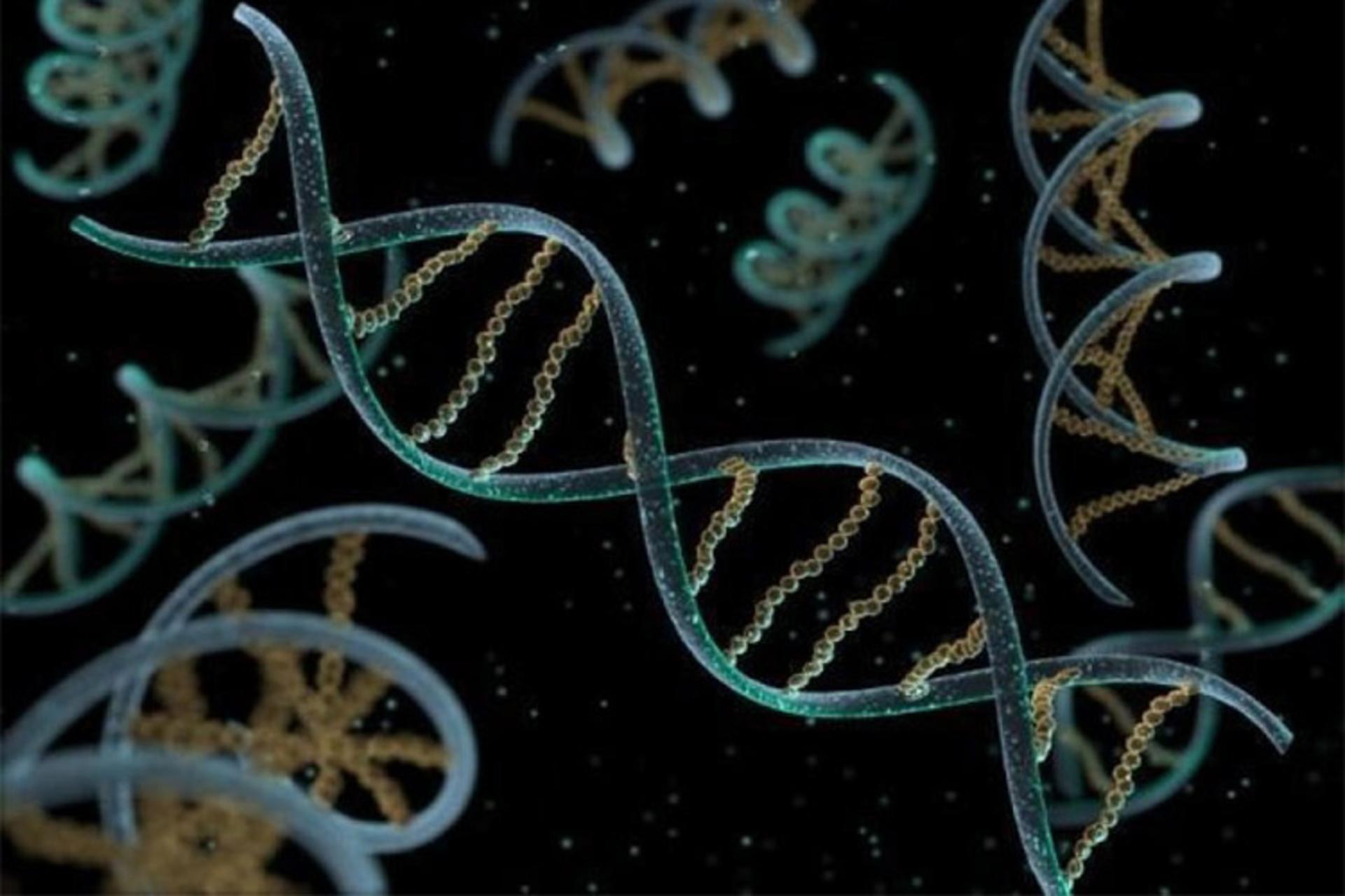 RNA