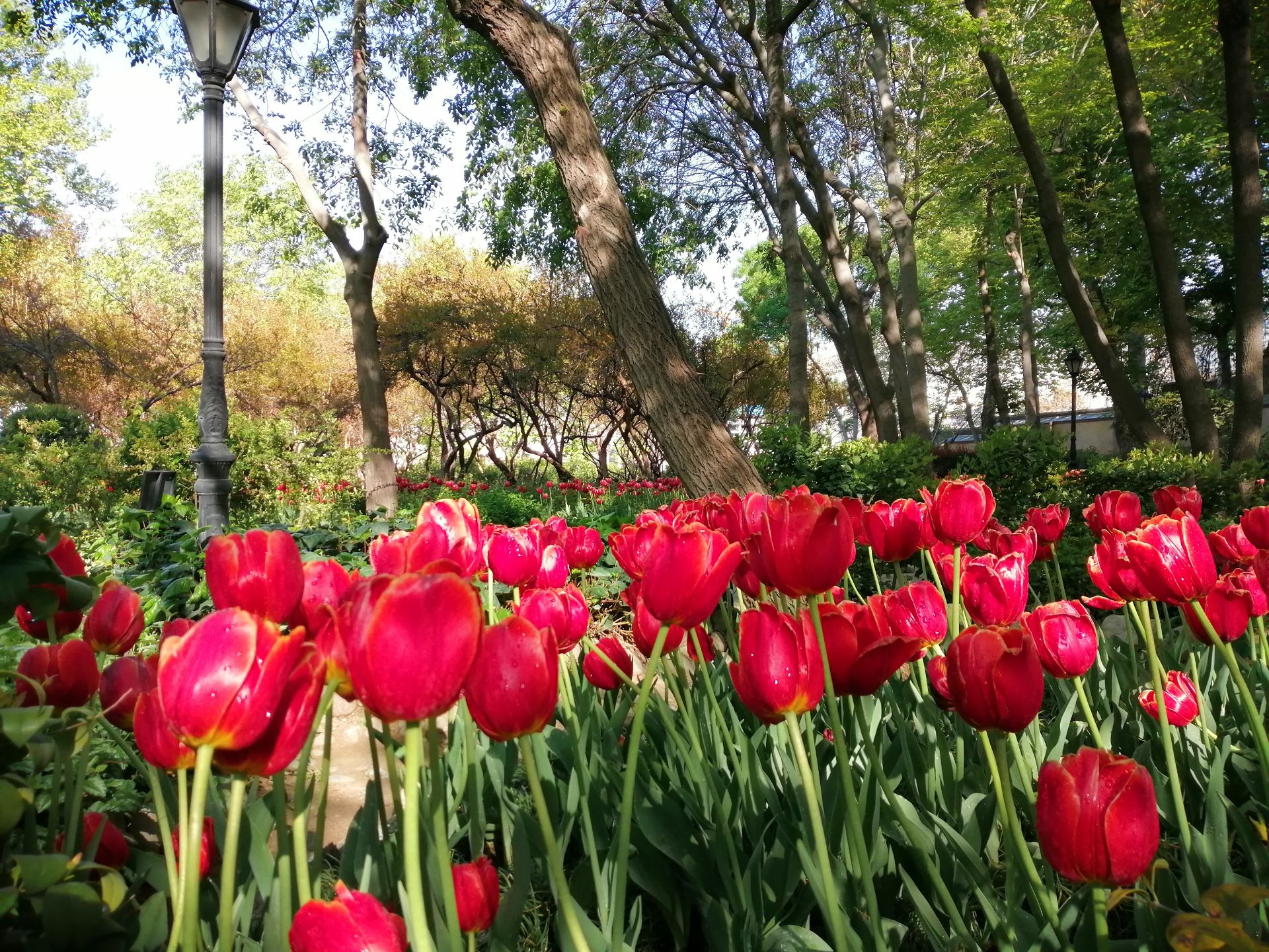 نمونه تصویر دوربین اصلی پی اسمارت ۲۰۱۹ - حالت Night