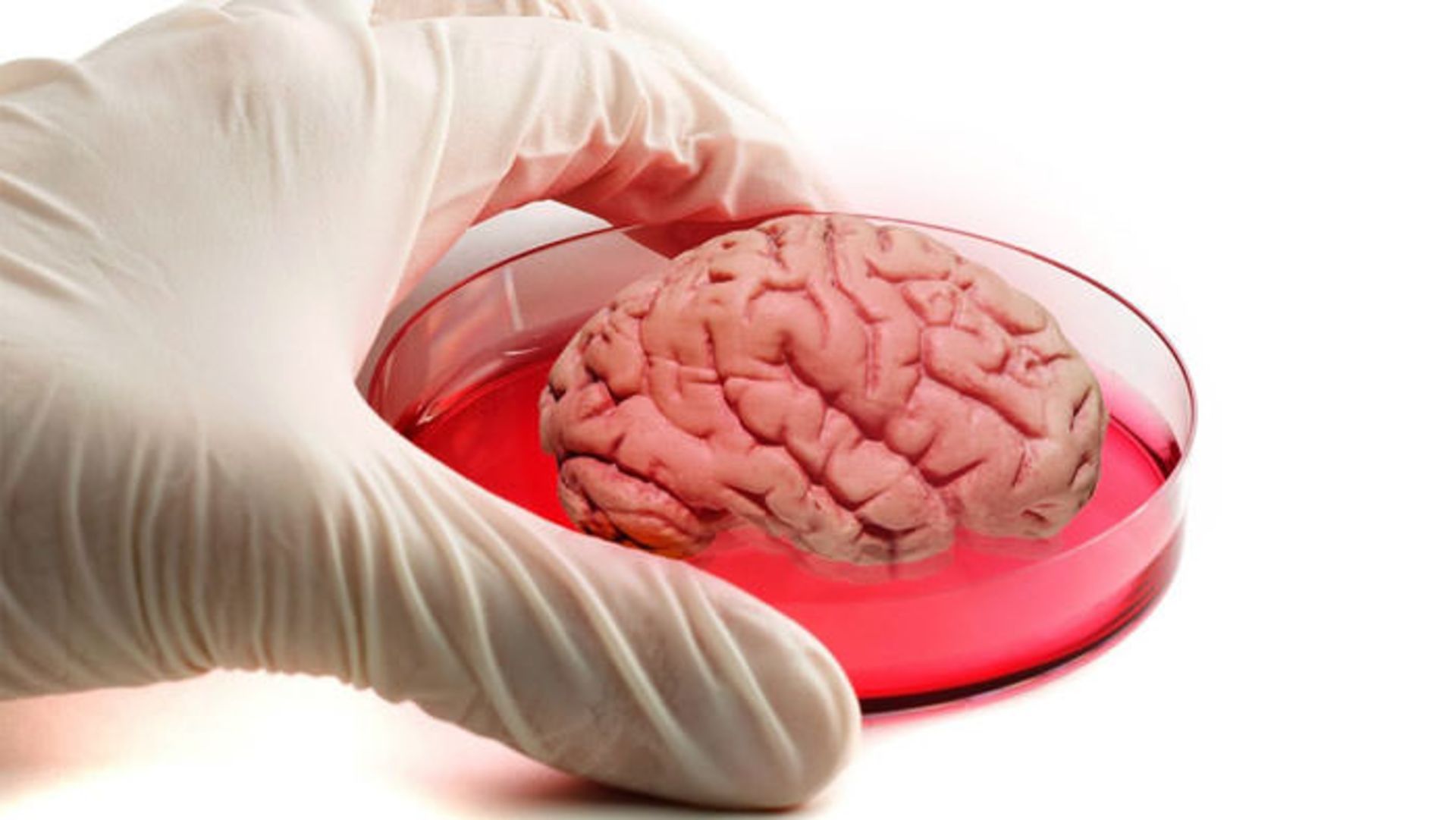 human brain
