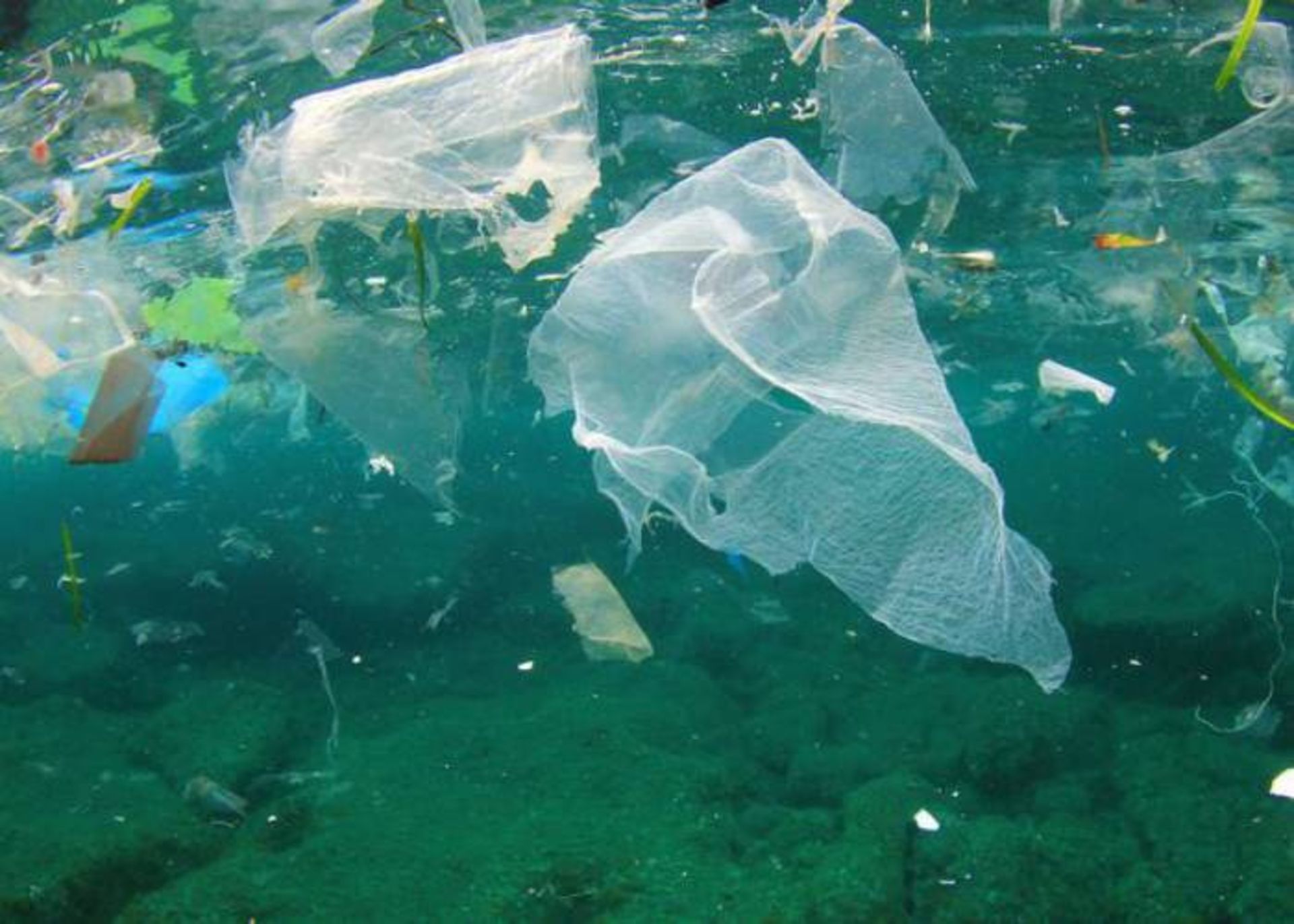 مرجع متخصصين ايران آلودگي پلاستيكي اقيانوس