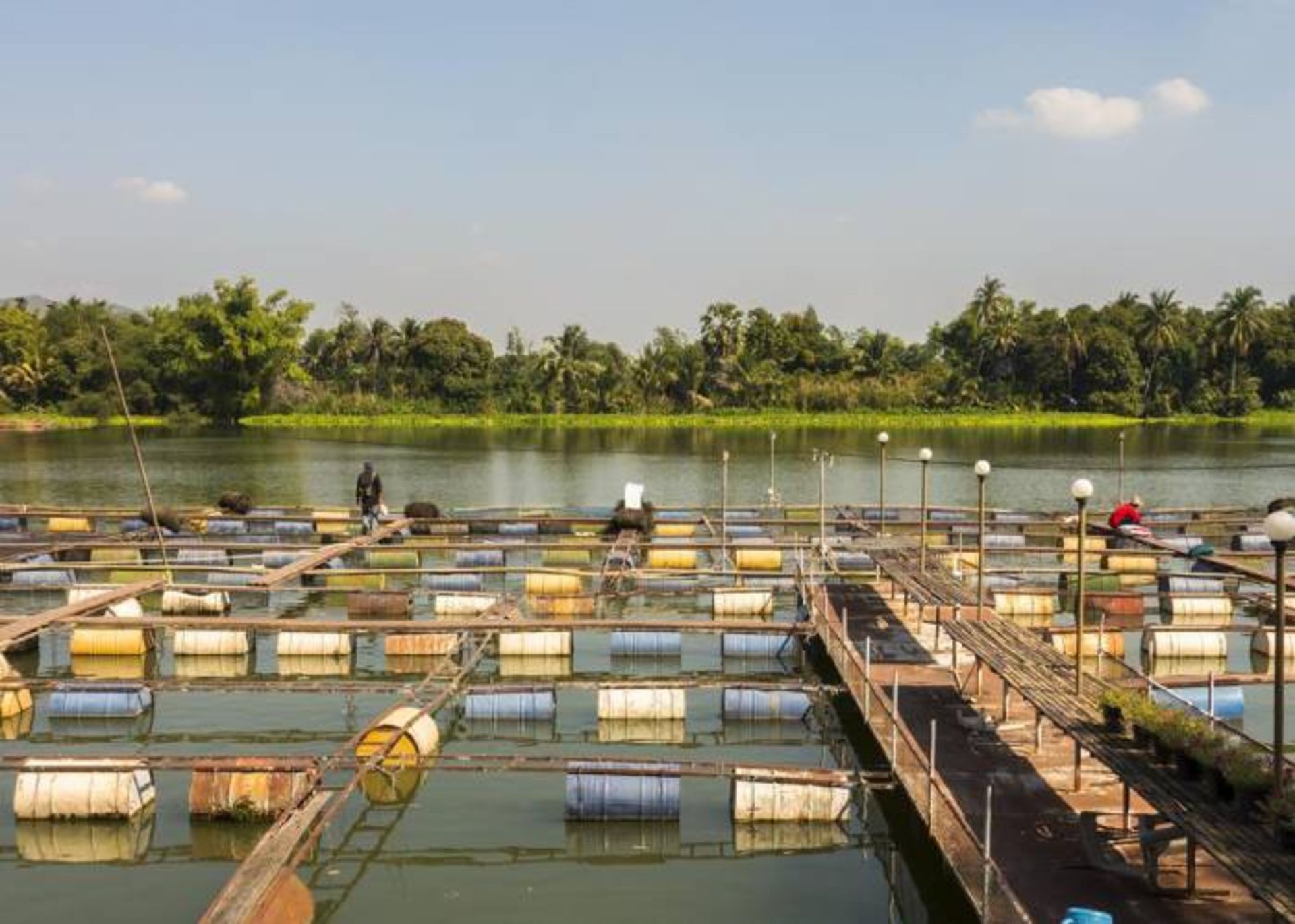 آلودگی  دارویی رودخانه