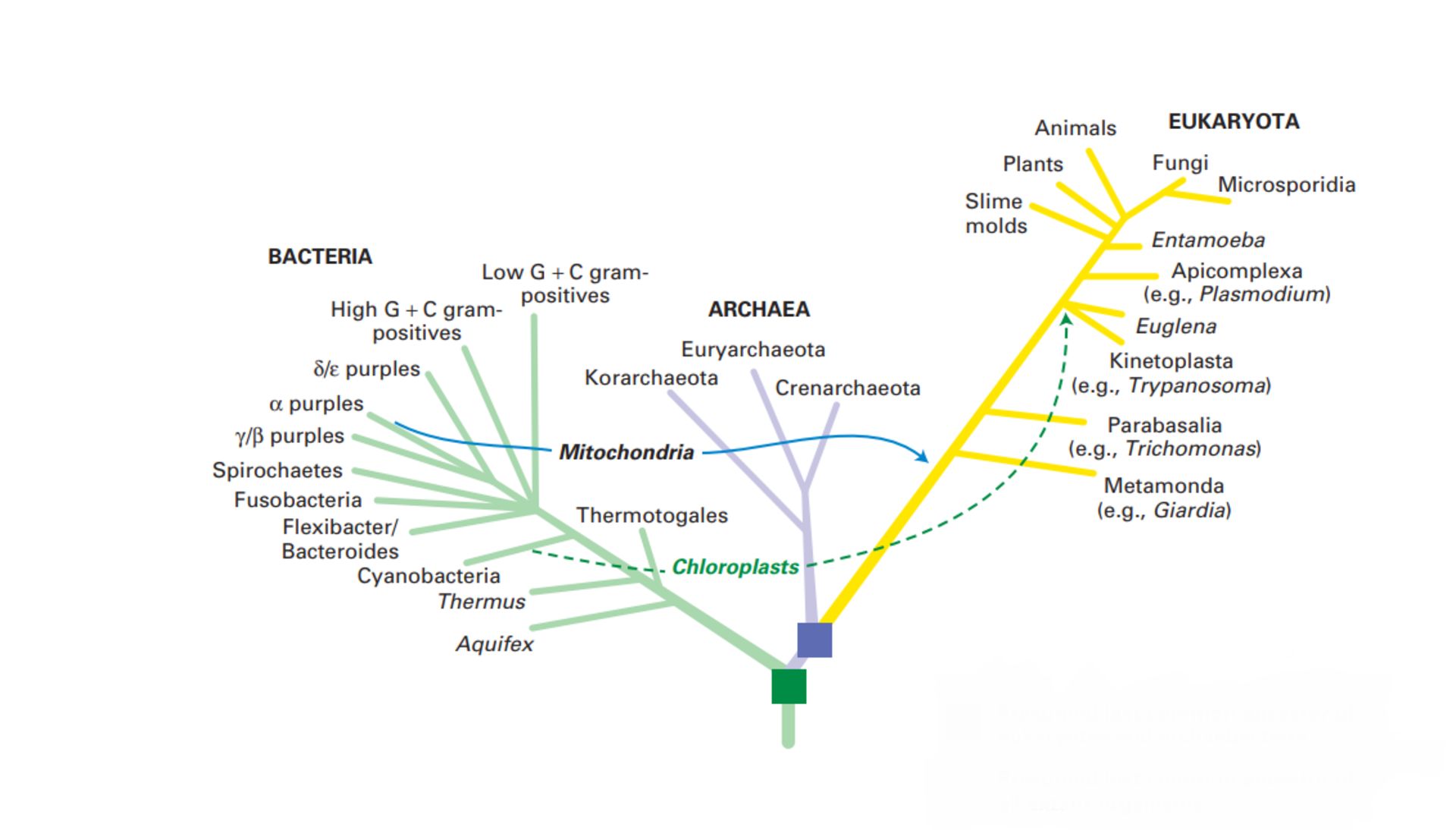 درخت تبارزایی / Phylogenetic tree