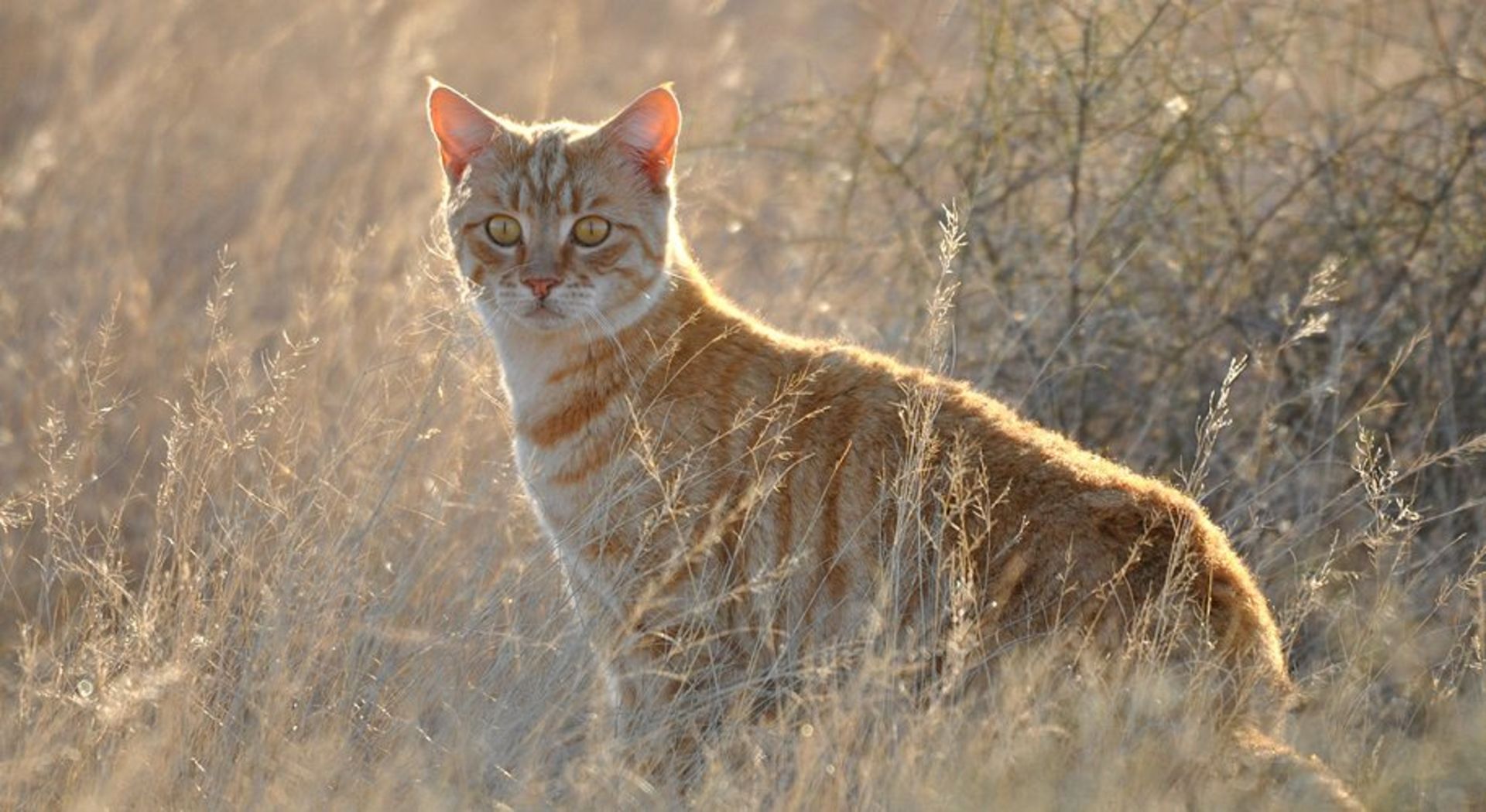 Feral cat / گربه رمیده