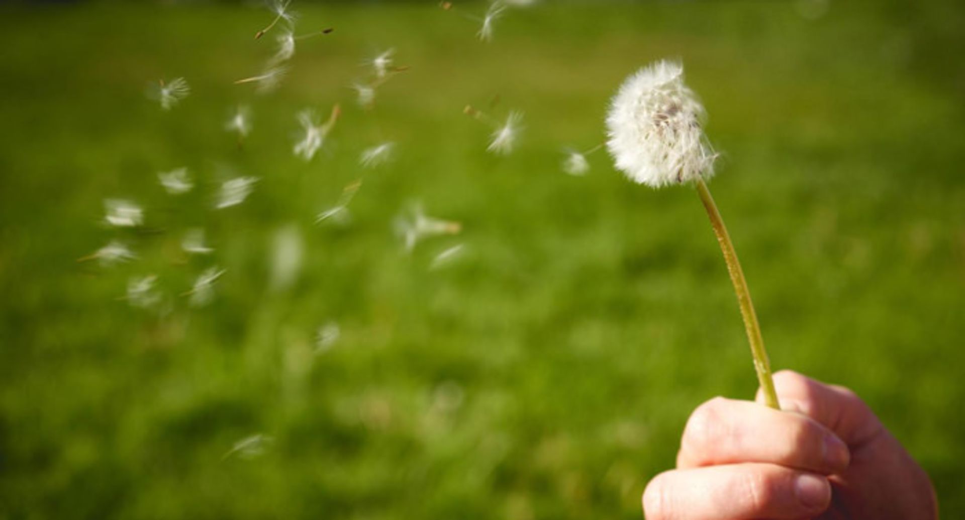 گرده افشانی