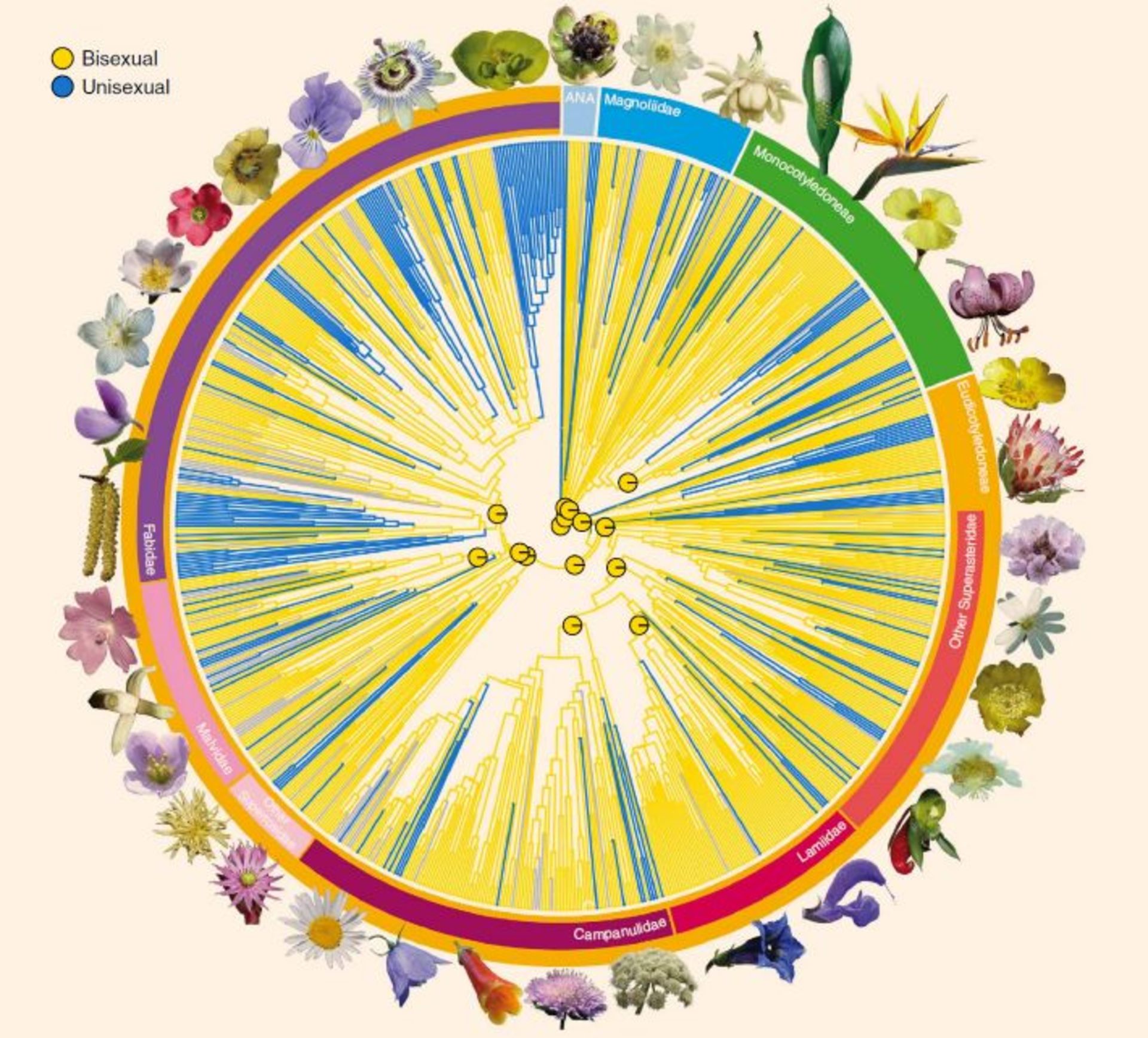 درخت تبارزایی گل ها