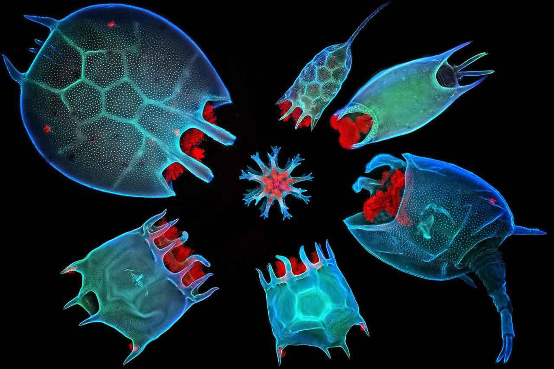 جانداران پرسلولی / multicellular organisms