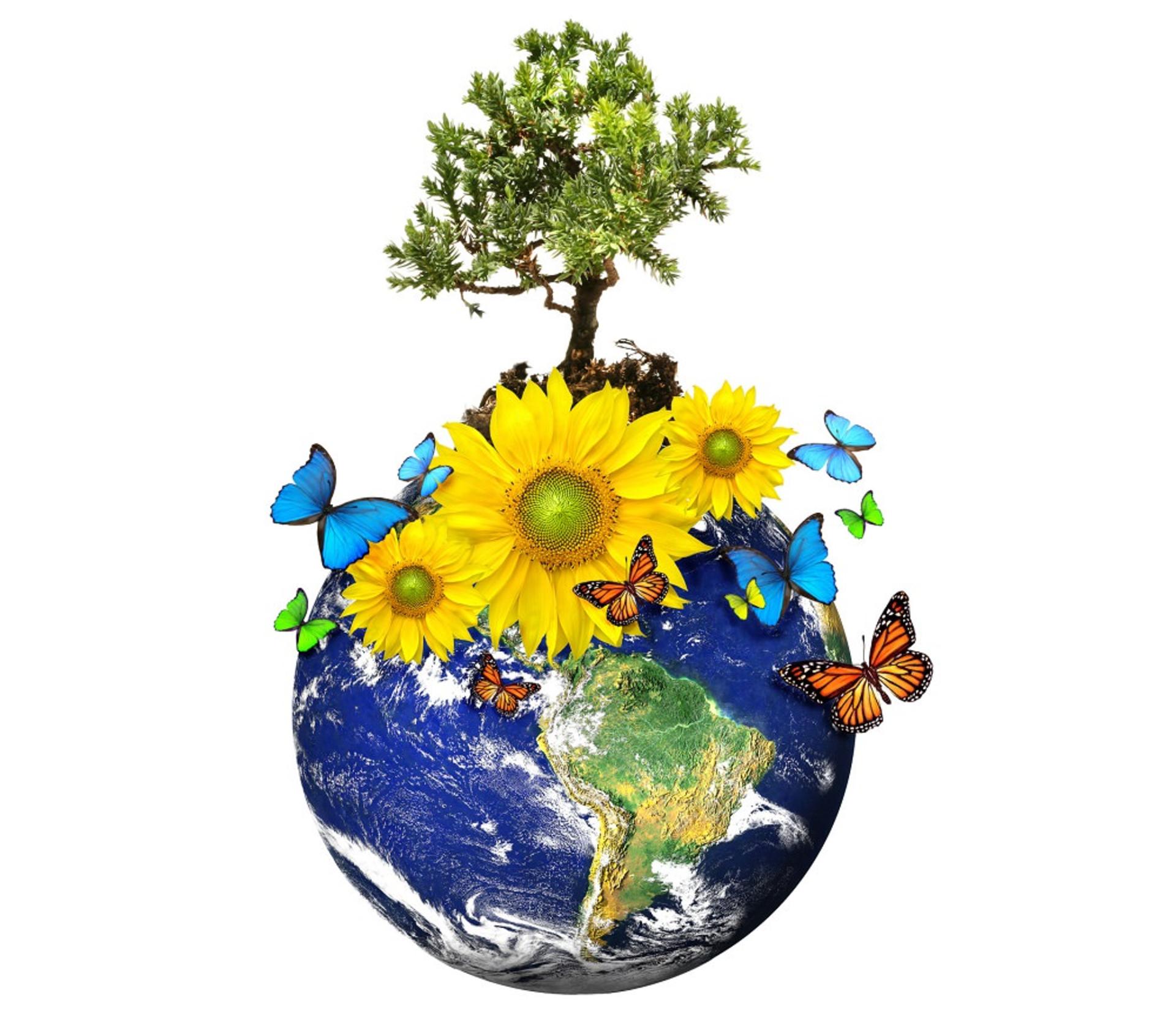 plants growth
