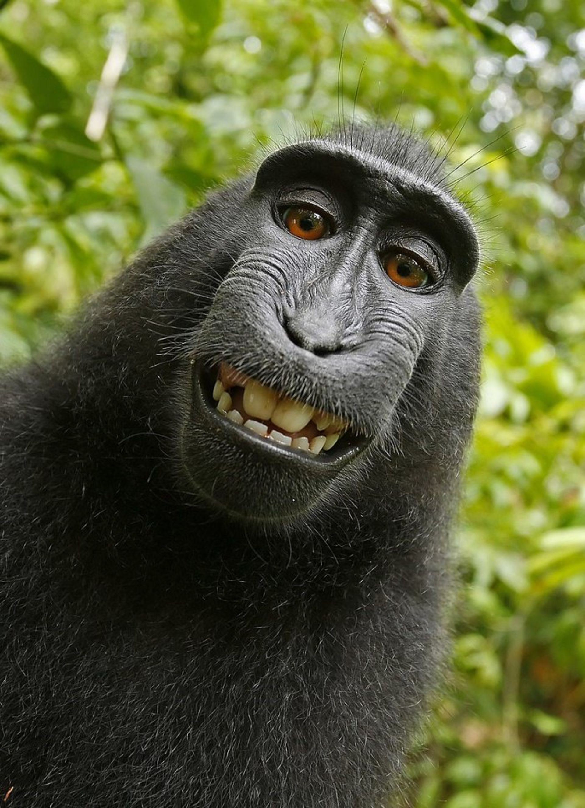 selfie / سلفی