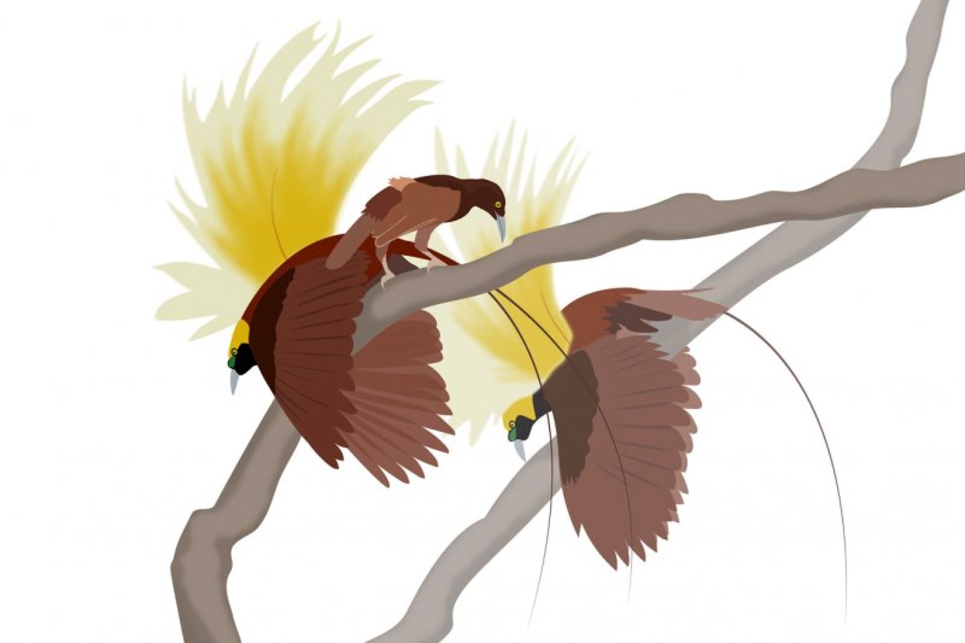 انتخاب طبیعی / Sexual selection