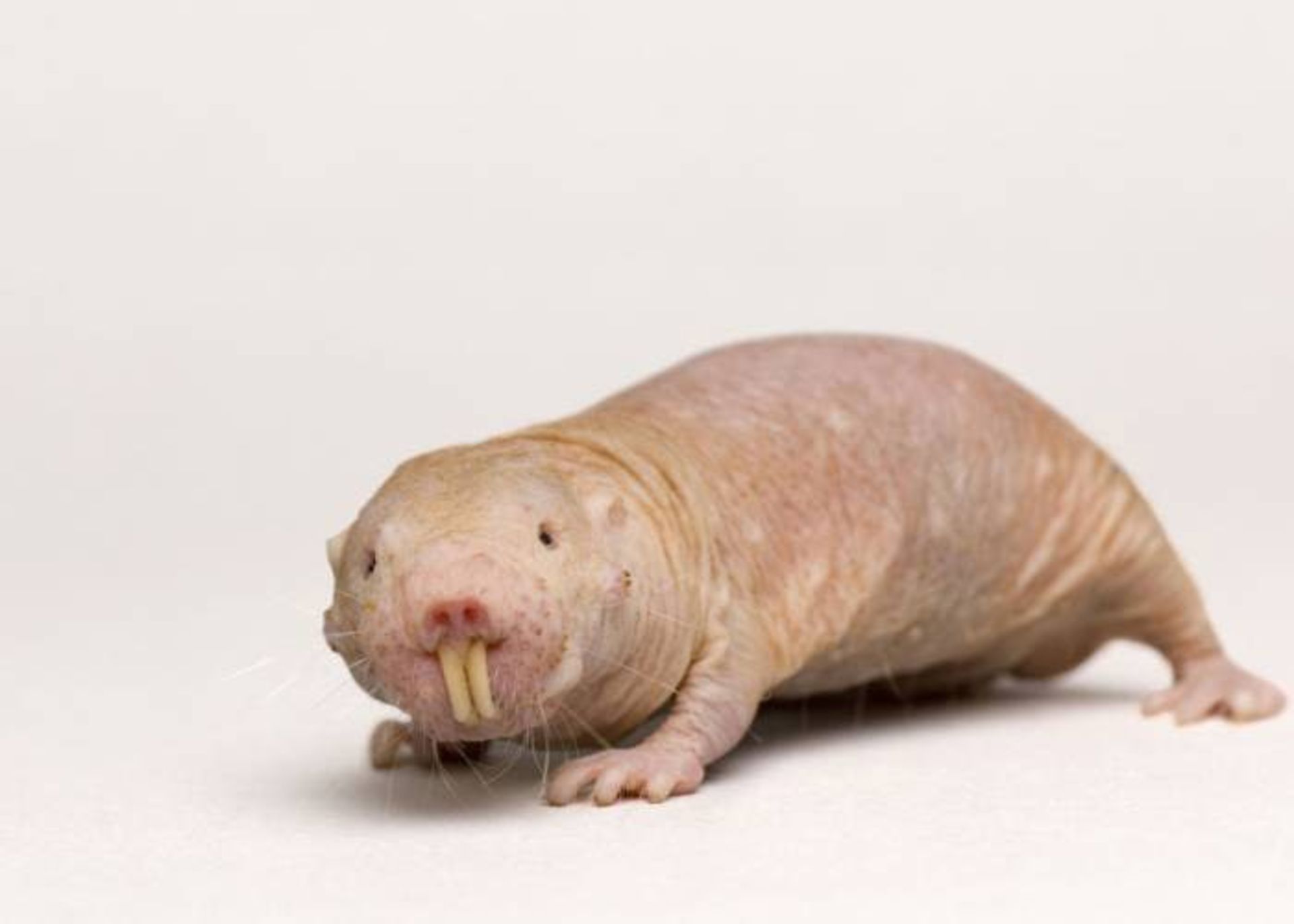 موش صحرایی برهنه