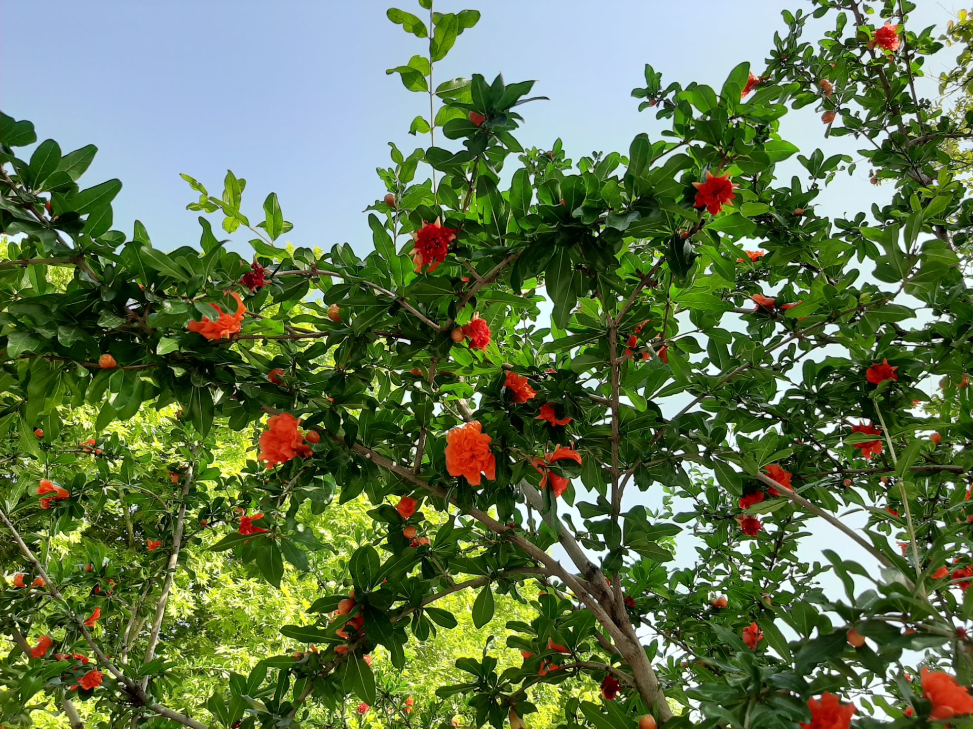 گرفته شده با دوربین اصلی گلکسی A50 