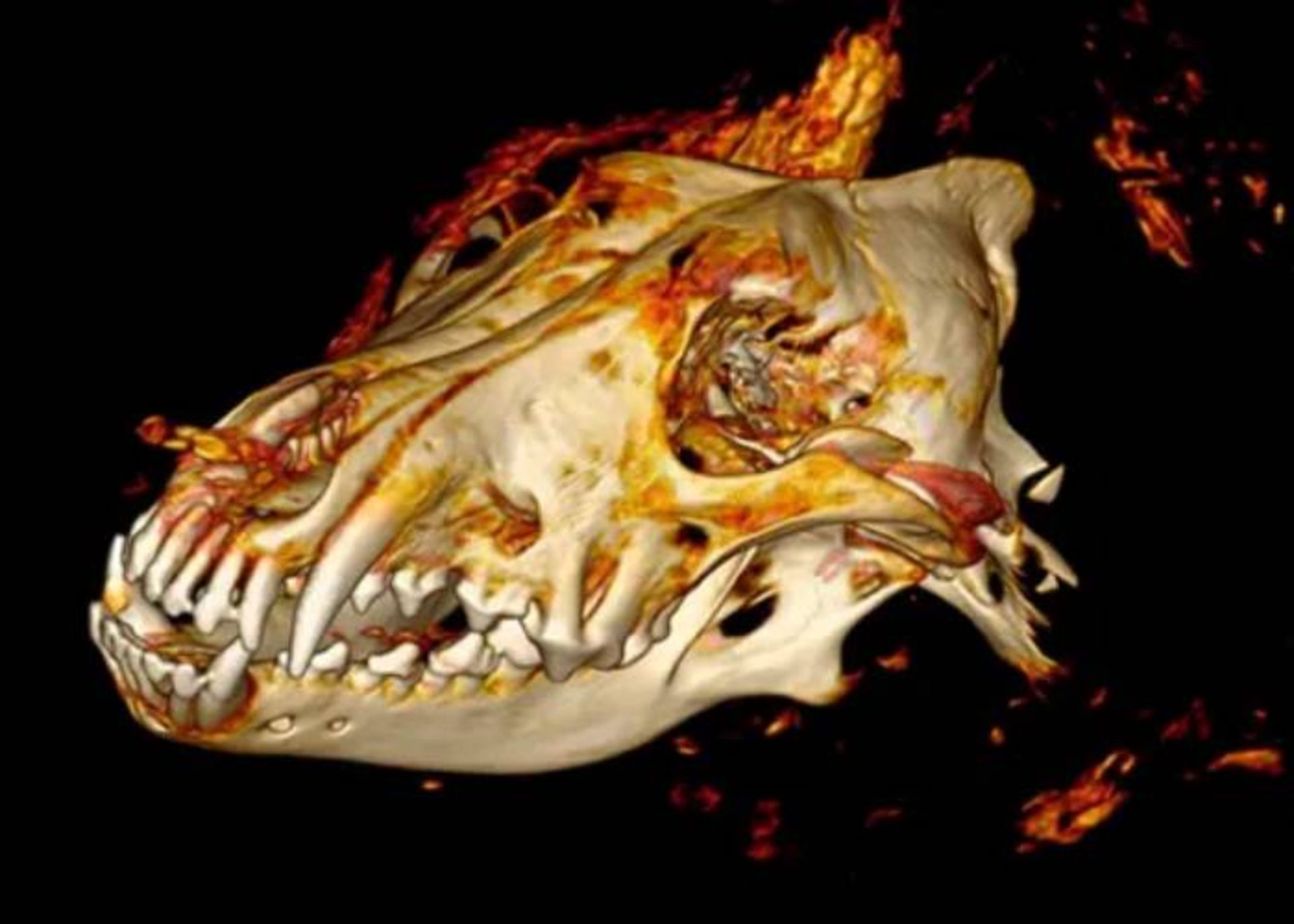 سی تی اسکن سر گرگ