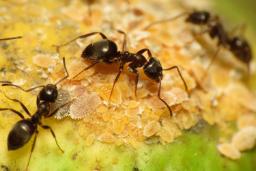 ۶ واقعیت شگفت‌انگیز درباره مورچه‌ها