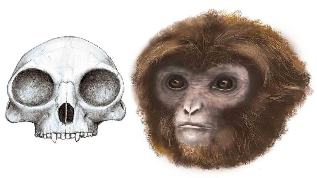 میمون / monkey