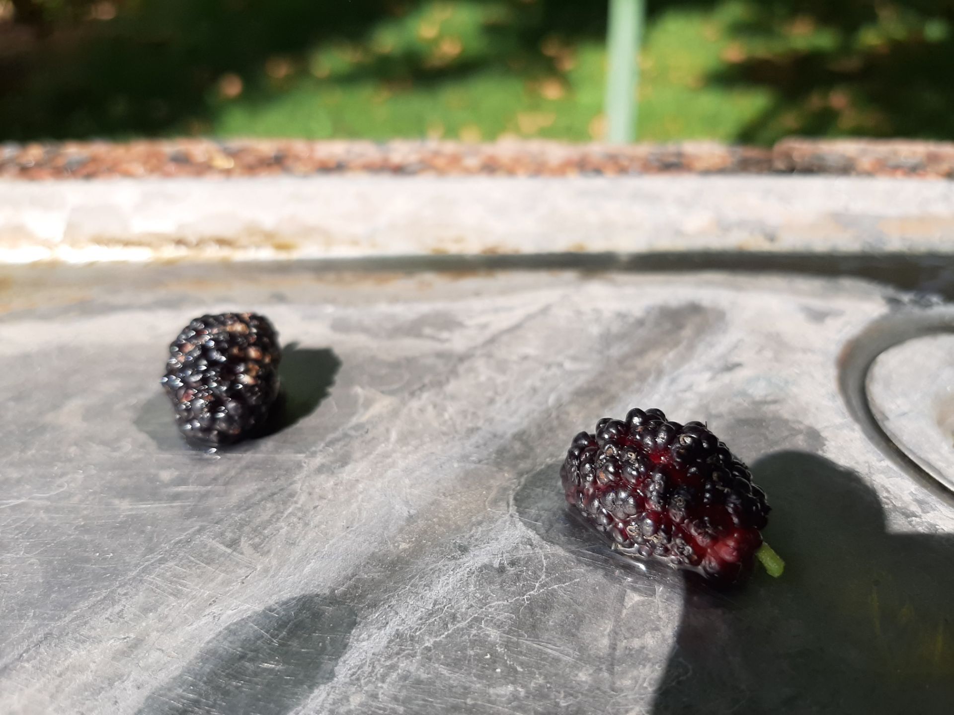 گرفته شده با دوربین اصلی گلکسی A50 