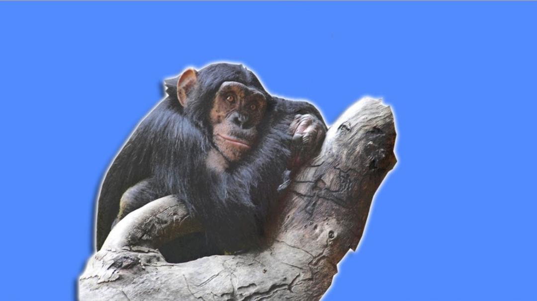 تکامل انسان / human evolution