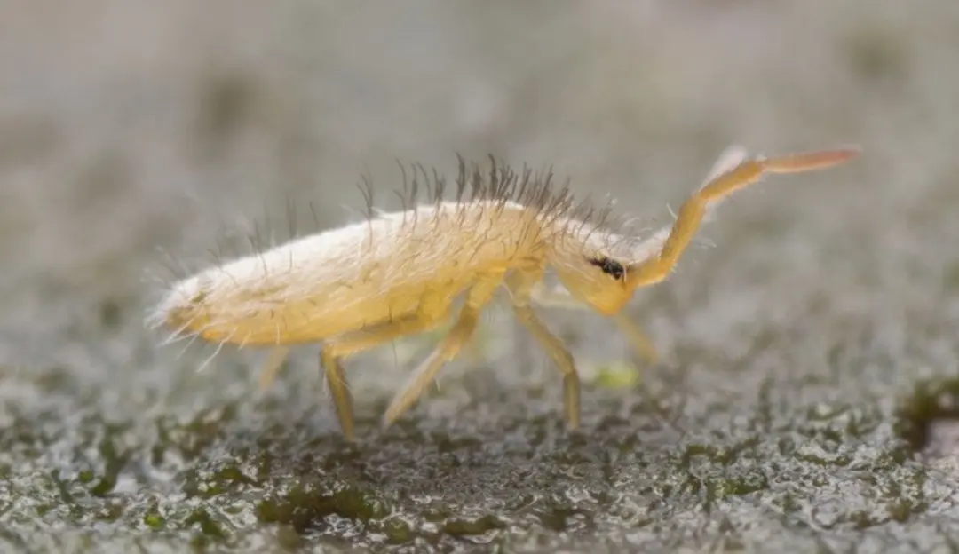 دم فنری / Springtail