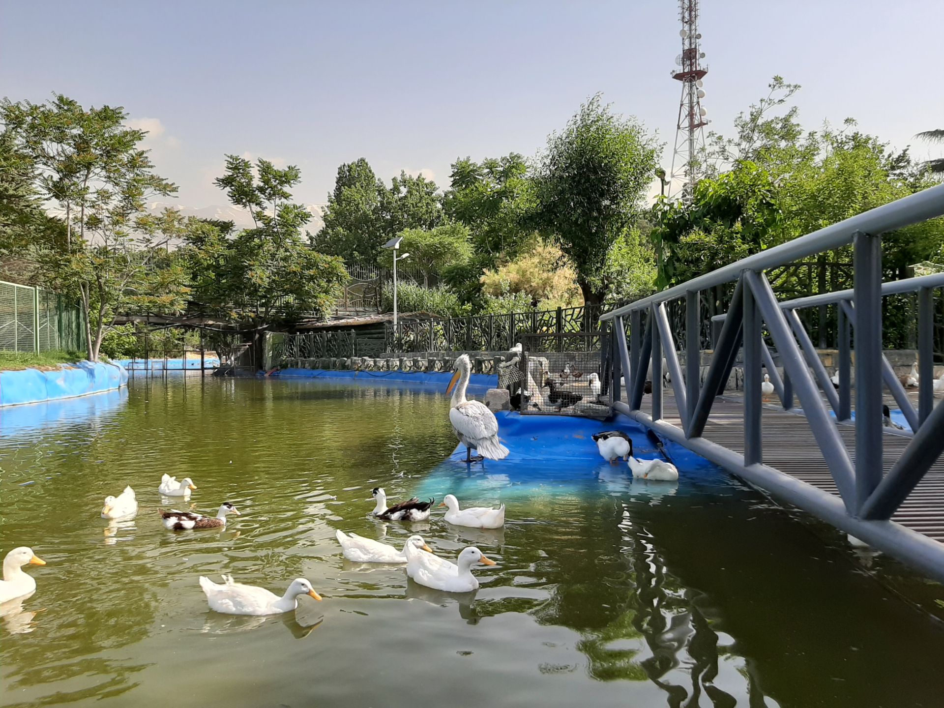 گرفته شده با دوربین اصلیگلکسی A50 