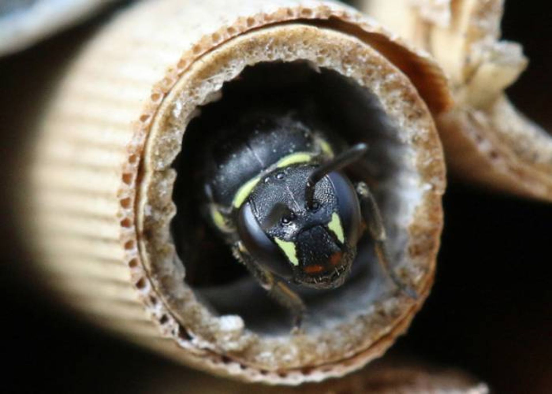 زنبور انفرادی