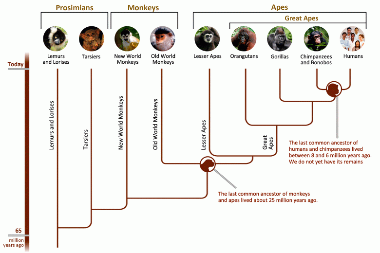 درخت تکامل انسان / human evolution