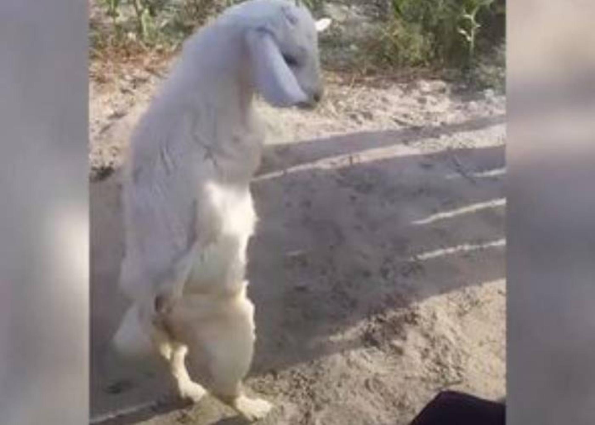 بز