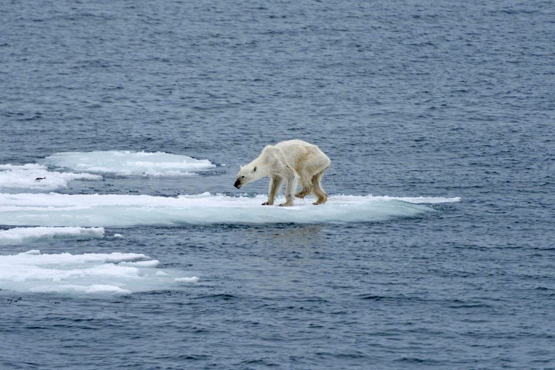 Polar Bear / خرس قطبی