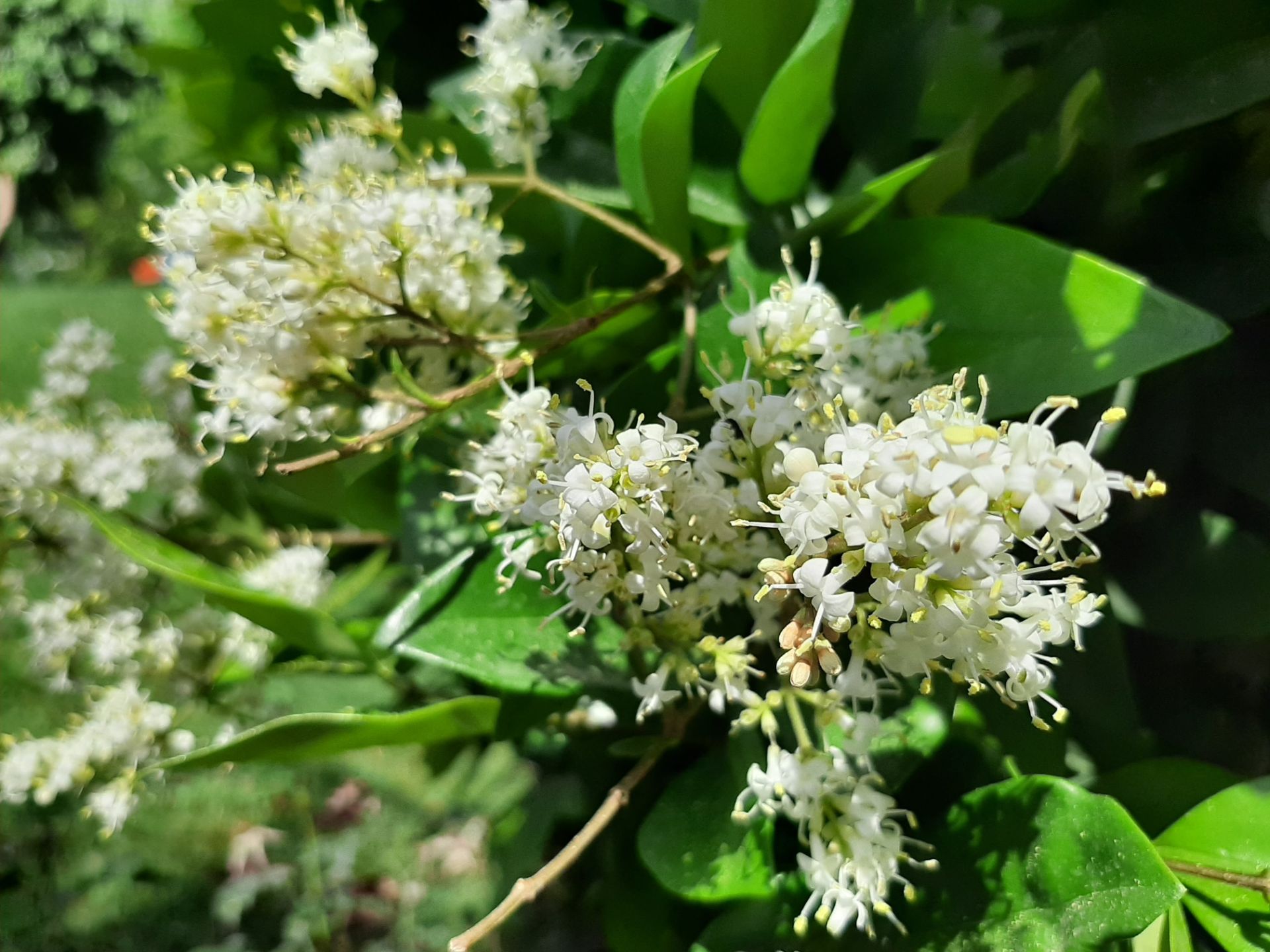 گرفته شده با دوربین اصلی گلکسی A50 