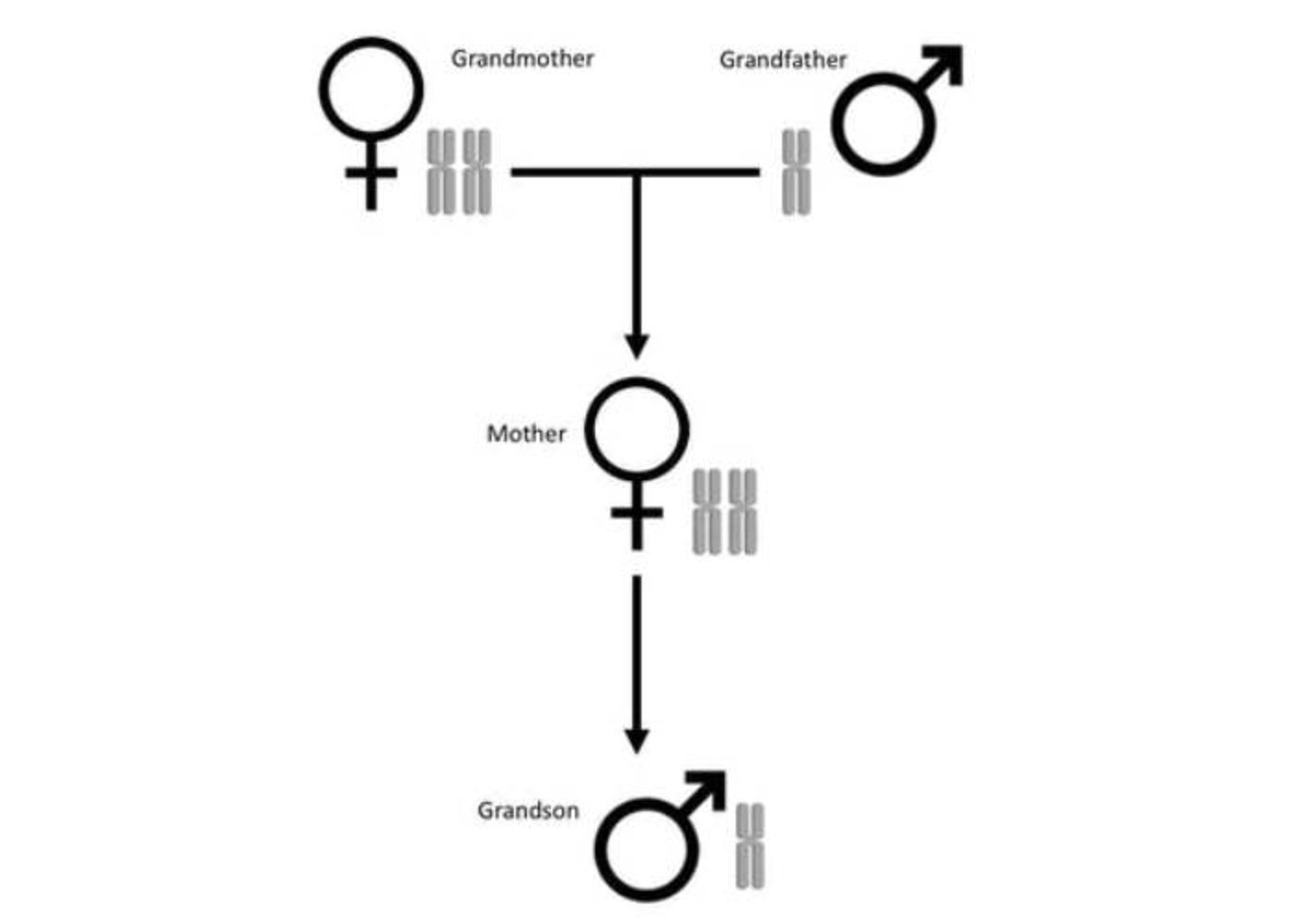 تعیین جنسیت مورچه 
