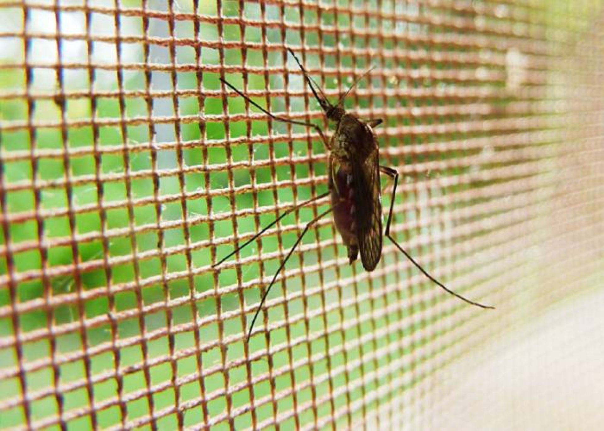 پشه مالاریا