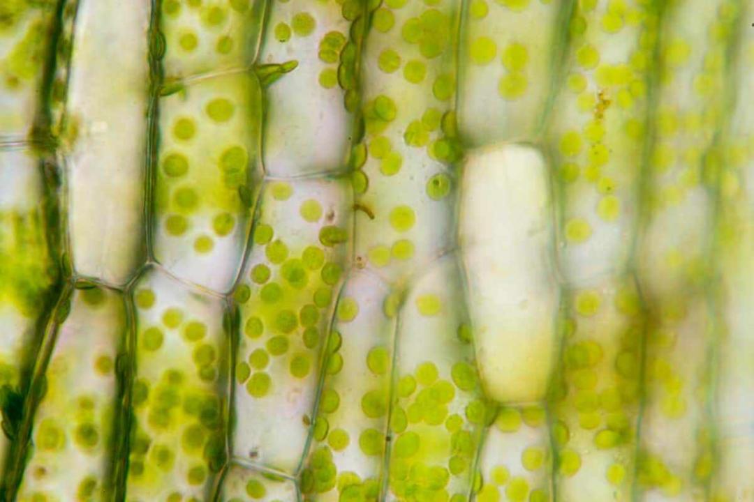 Plant Cell / سلول گیاهی