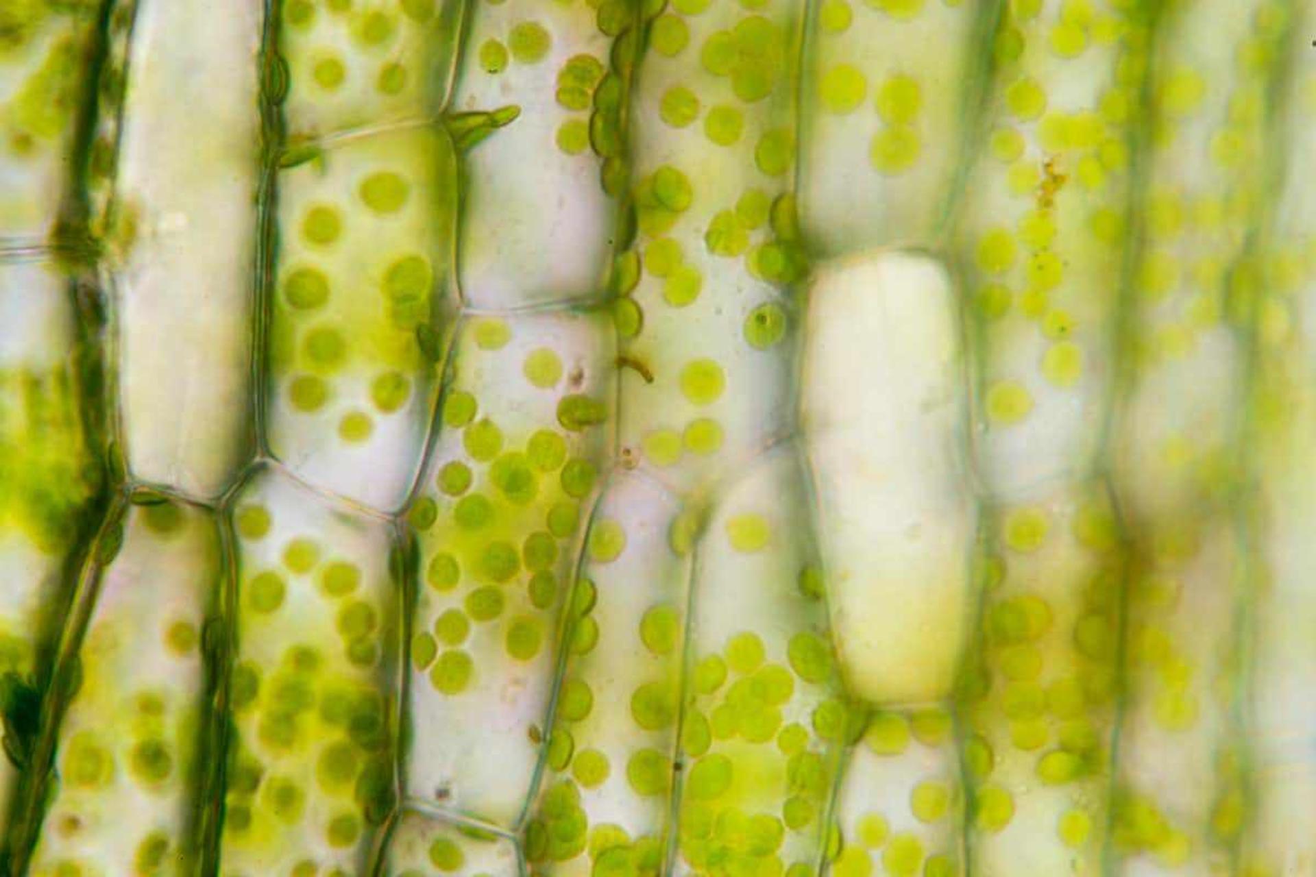 Plant Cell / سلول گیاهی