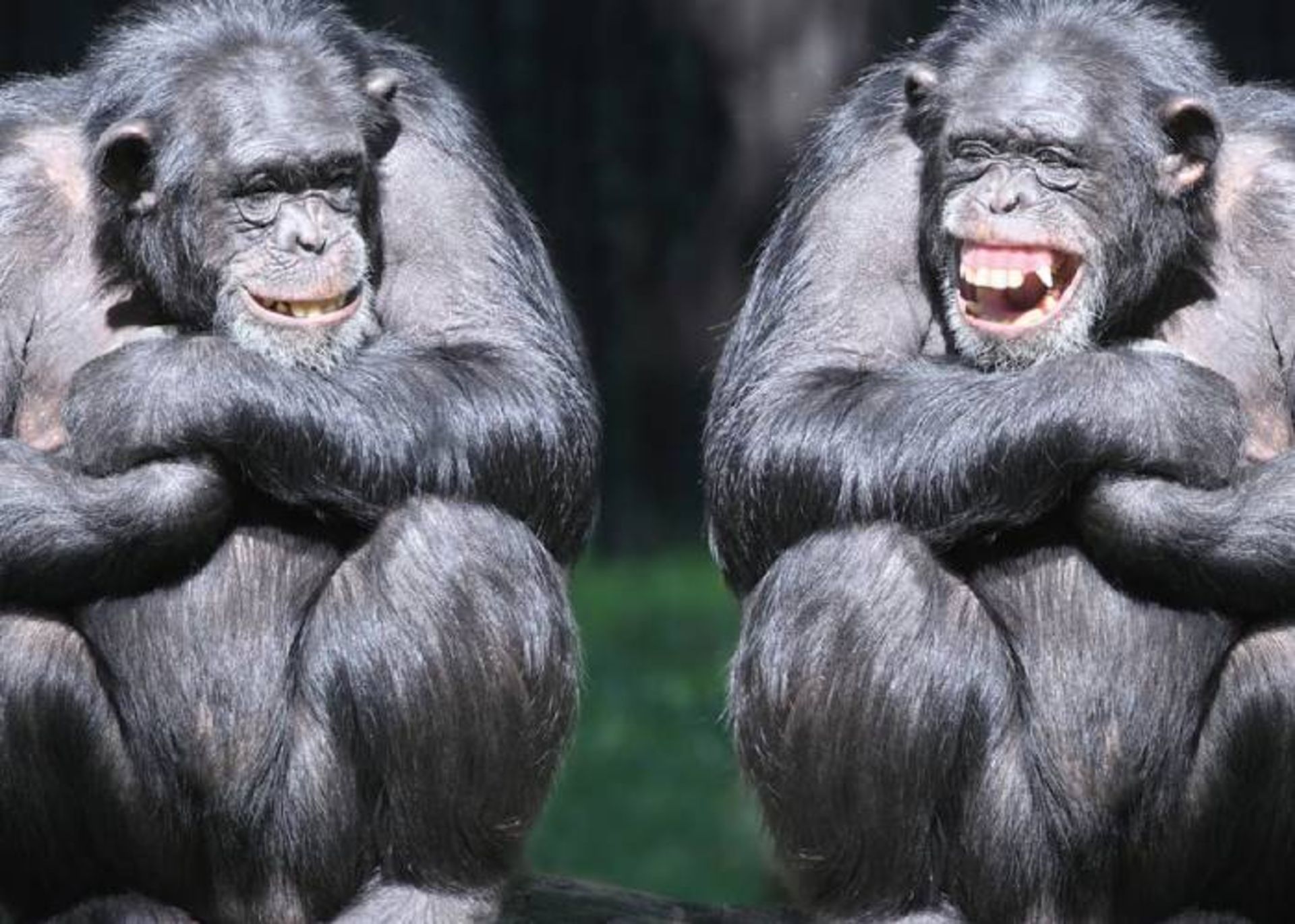 خنده در حیوانات