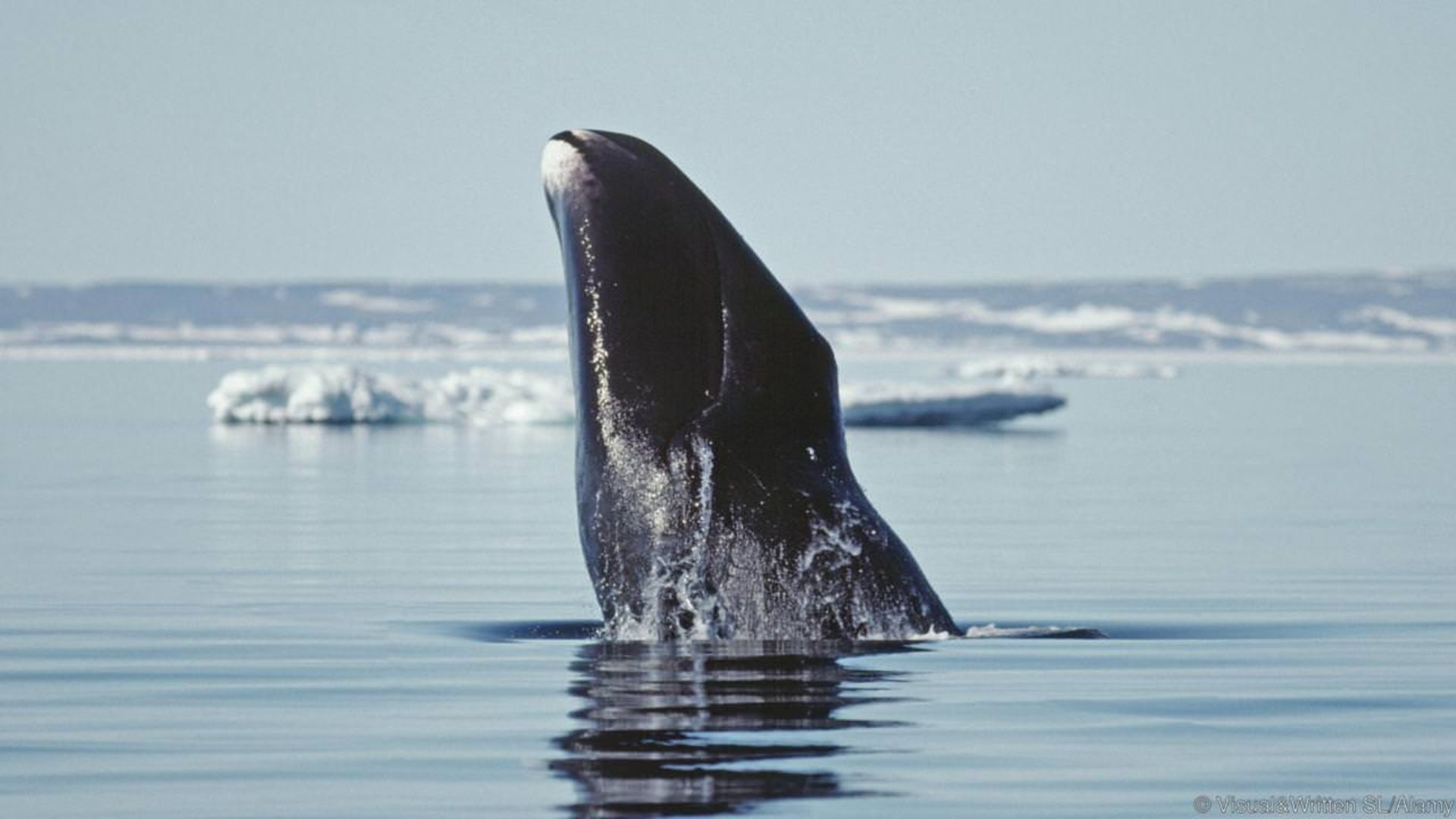 Bowhead whale