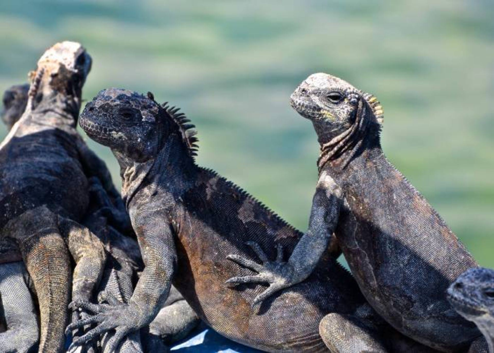 جانور خونسرد