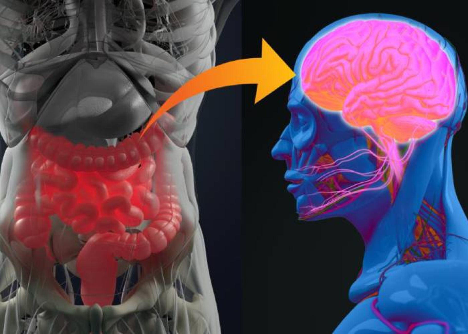 ارتباط روده و مغز