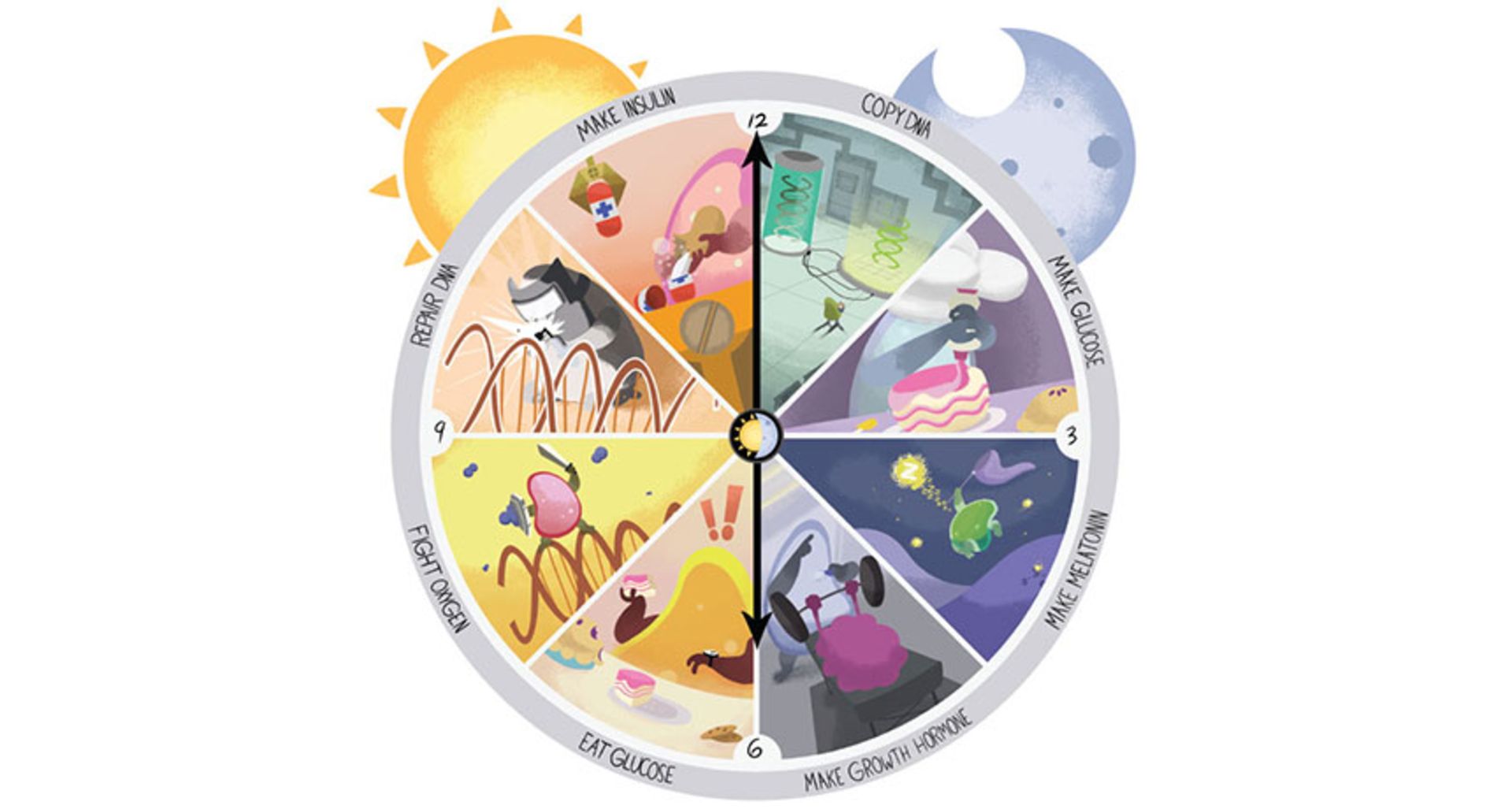 ساعت زیستی / biological clock