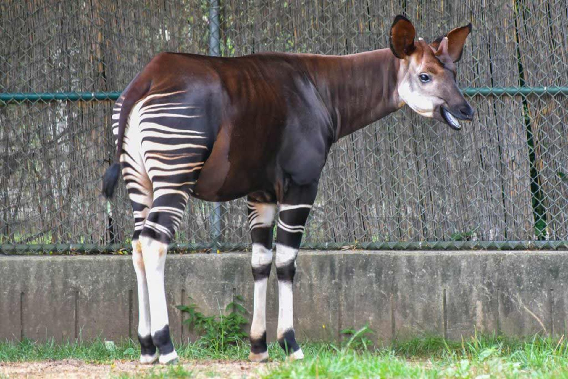 مرجع متخصصين ايران زرافه‌ گردن‌ كوتاه/ Okapi