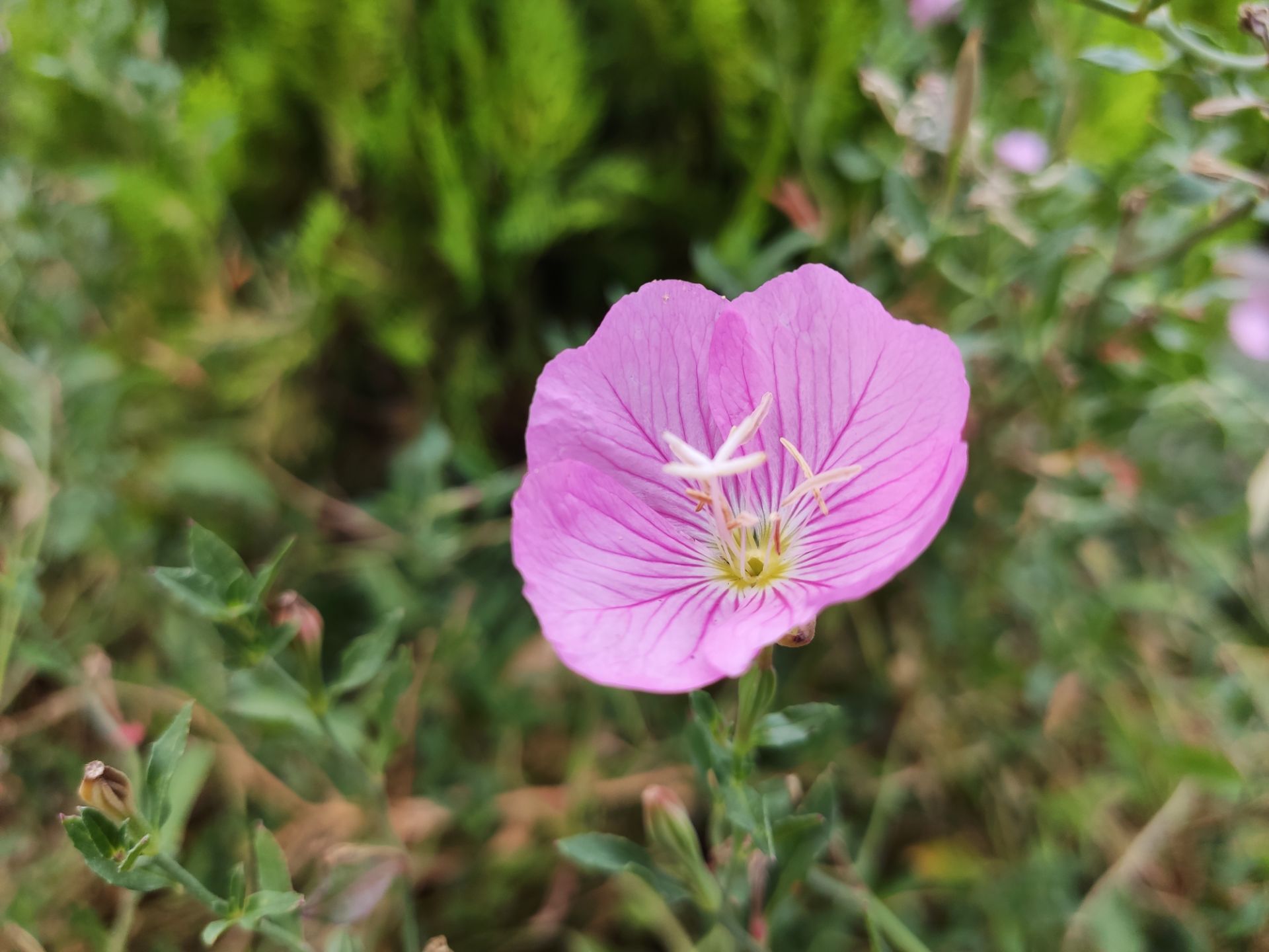 نمونه عکس گرفته شده با دوربین اصلی می ۹ تی / Mi 9T 