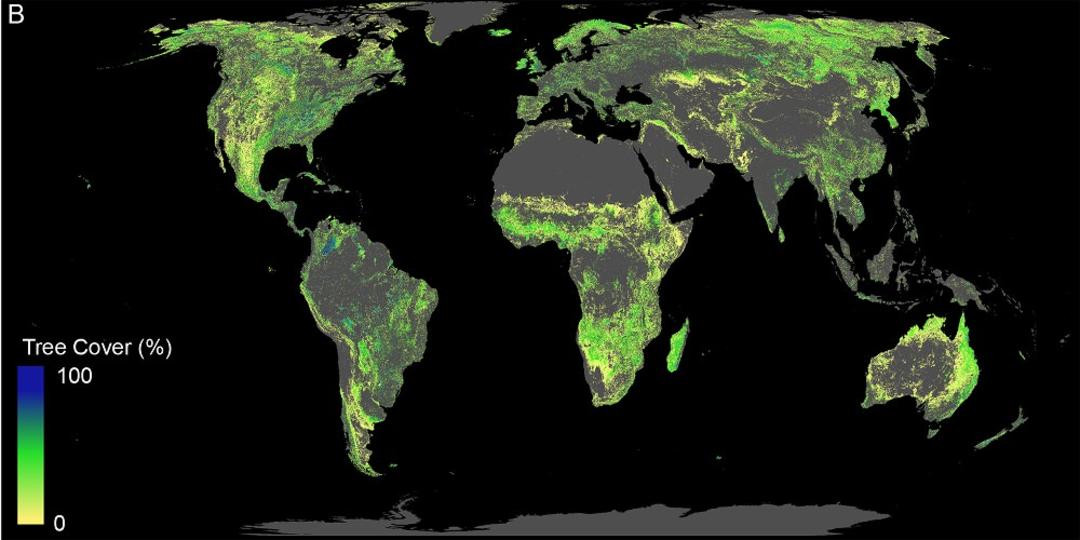 forest restoration / جنگل زایی
