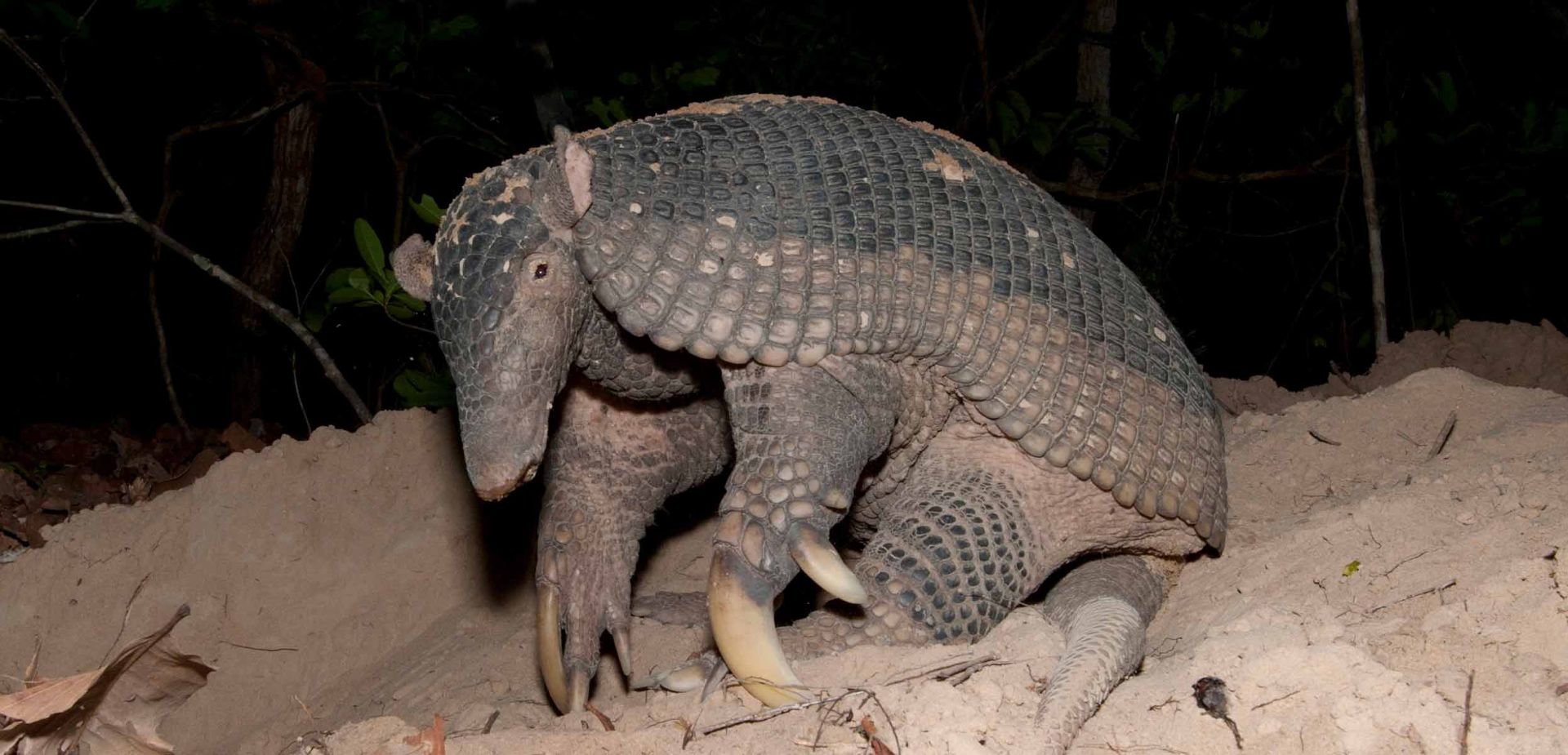 آرمادیلوی غول‌پیکر / Giant Armadillo