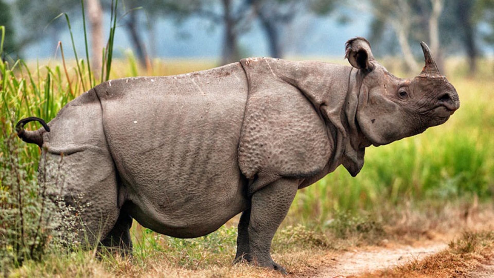 مرجع متخصصين ايران  كرگدن جاوه‌اي / Javan Rhinoceros